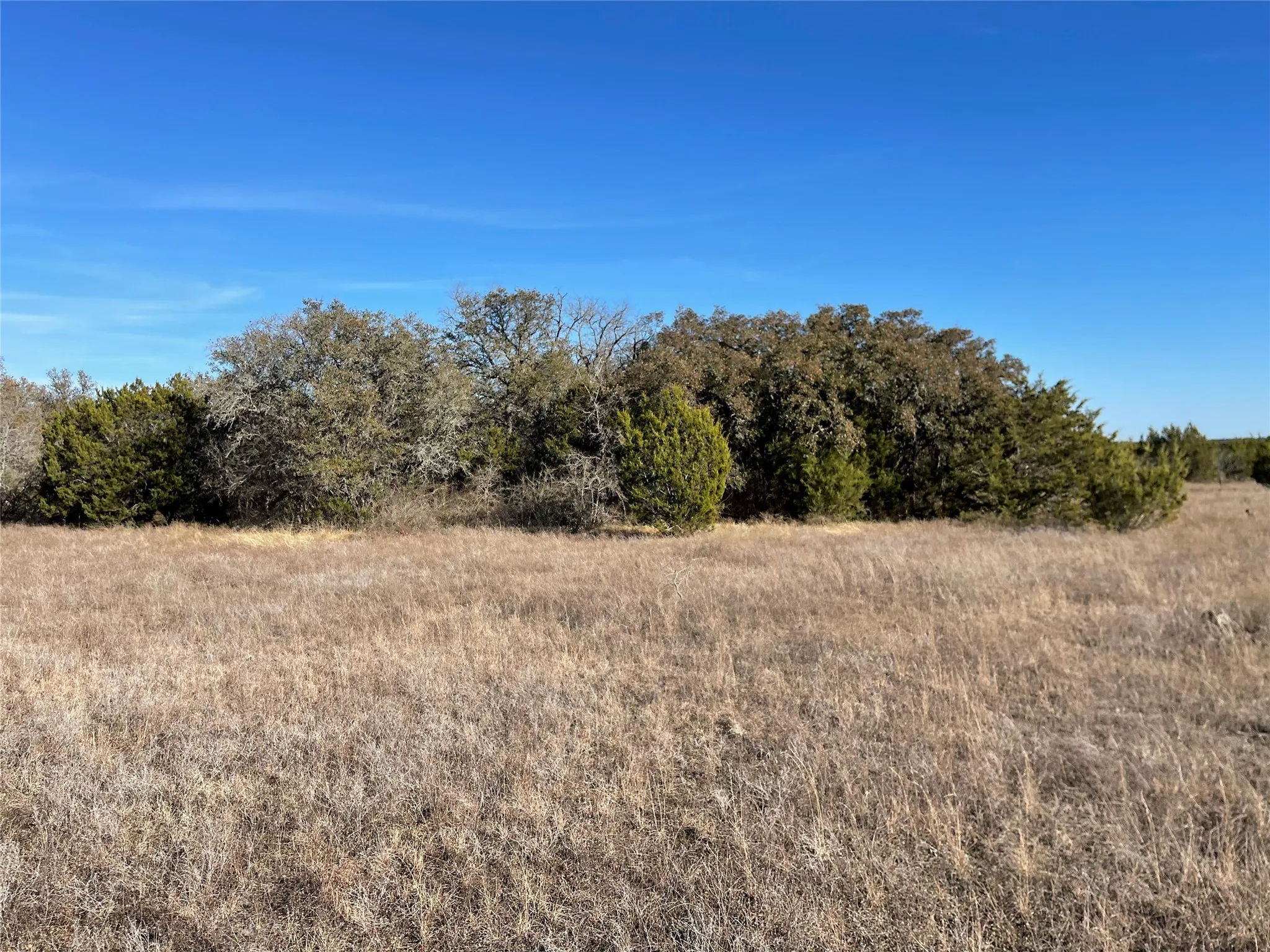 Mixed live oak and hard wood trees