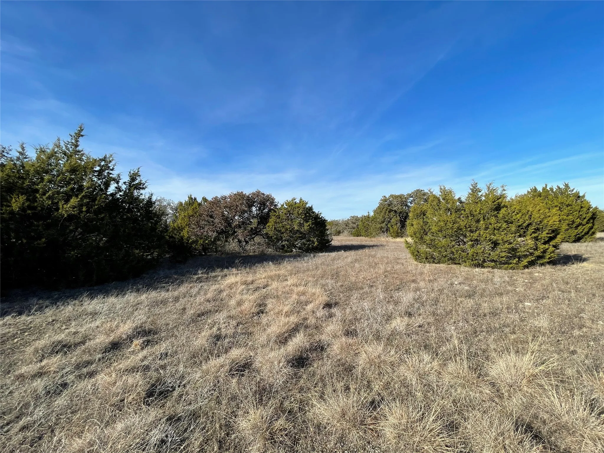 Mixed live oak and hard wood trees