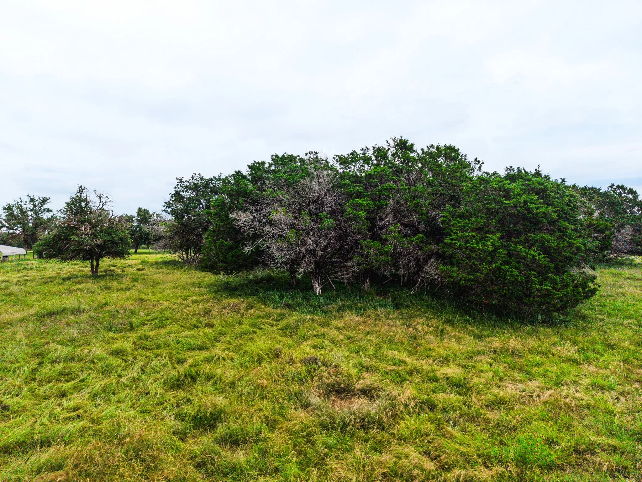 Expansive green field featuring varied brush and mature trees under a wide, open sky