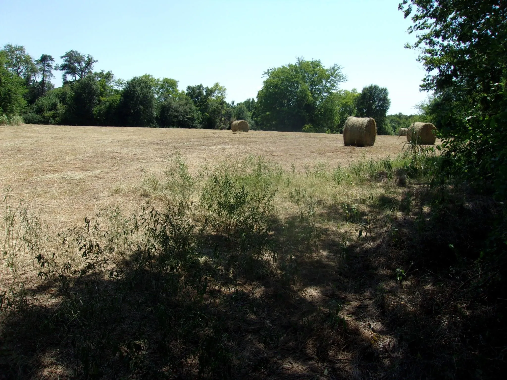 Ranch For Sale in Hopkins County , 2846 County Road 2415, Pickton, Texas 75471, 0, 0, Garage spaces, 0 Sqft, built in 0, Price $384,120, mls#21189481, Real Estate Agent in Pickton, Homes For Sale in Hopkins county, Homes For Sale in Pickton, Realtor in Pickton Texas, Real Estate Brokerage Independent Realty Texas, Luminita Cordes Realtor