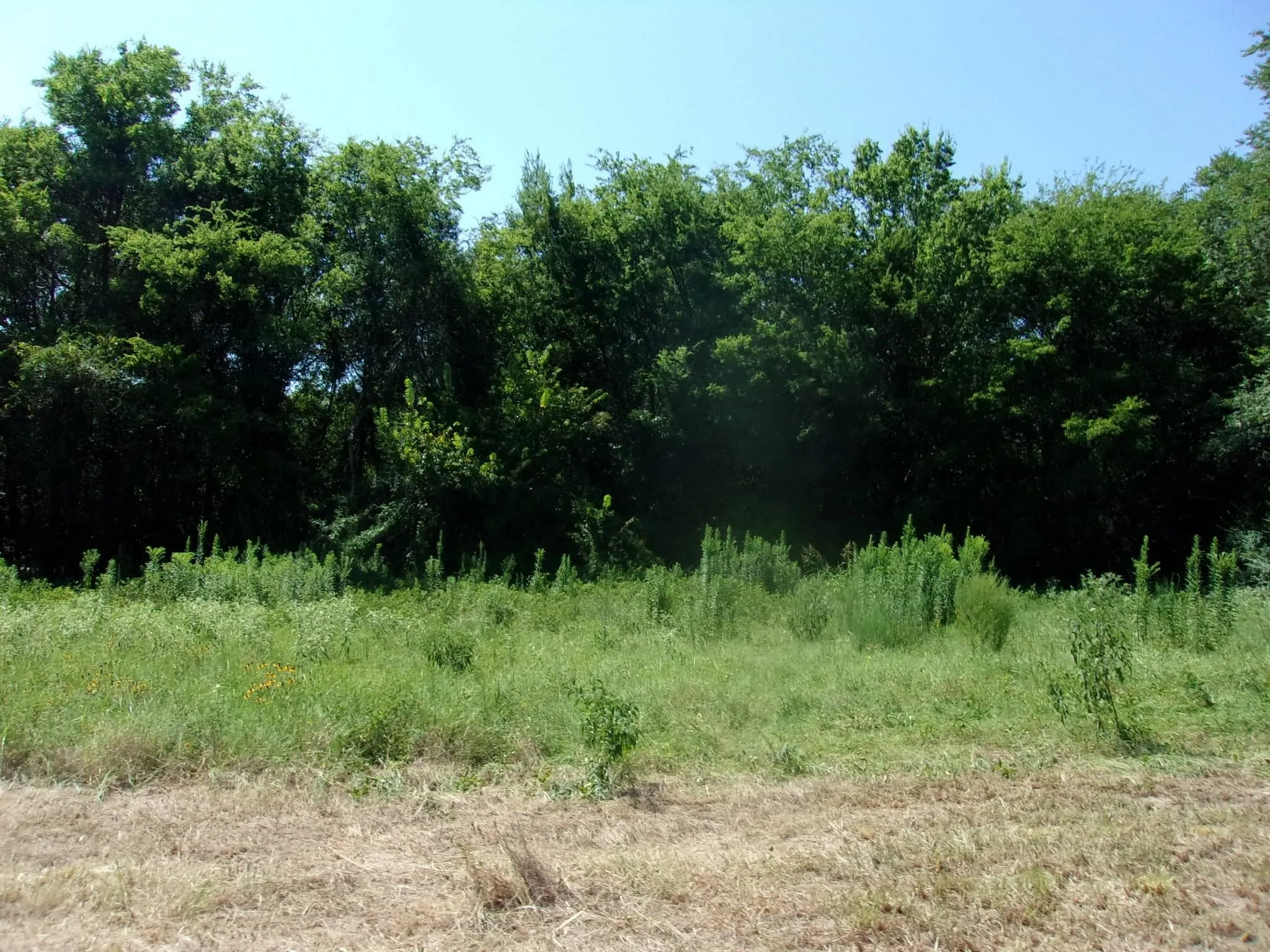 Ranch For Sale in Hopkins County , 2846 County Road 2415, Pickton, Texas 75471, 0, 0, Garage spaces, 0 Sqft, built in 0, Price $384,120, mls#21189481, Real Estate Agent in Pickton, Homes For Sale in Hopkins county, Homes For Sale in Pickton, Realtor in Pickton Texas, Real Estate Brokerage Independent Realty Texas, Luminita Cordes Realtor