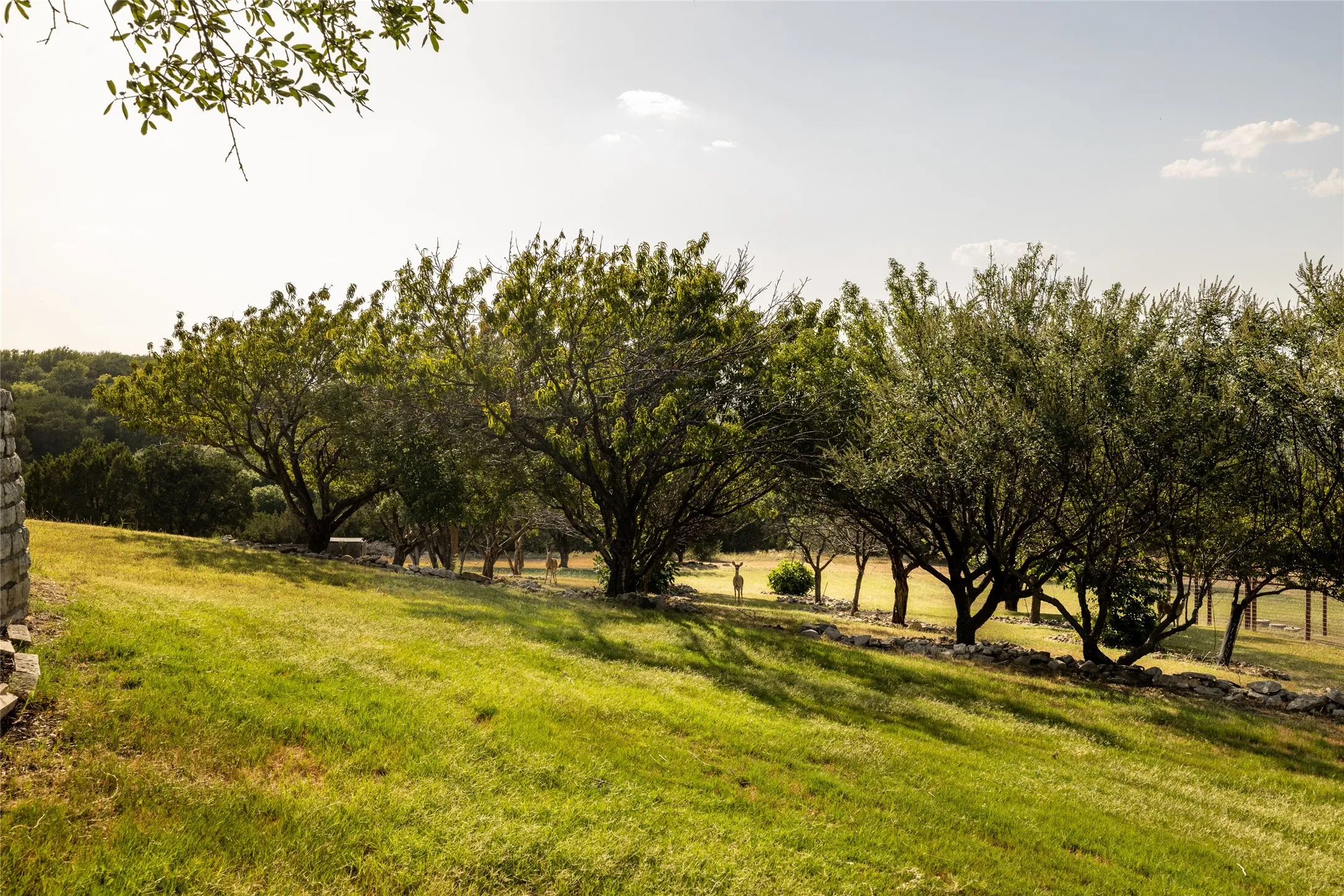 Orchard and deer