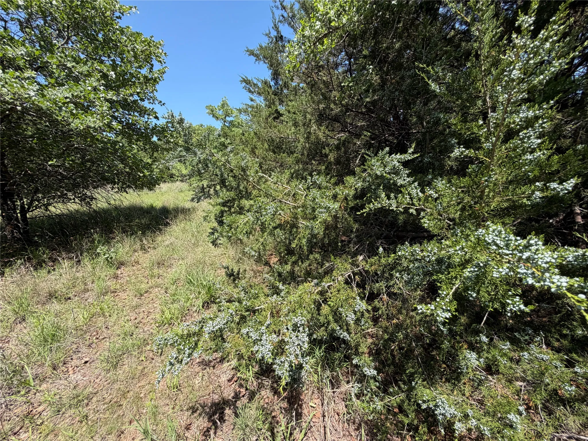Unimproved Land For Sale in Montague County , 230 Keys Road, Sunset, Texas 76270, 0, 0, Garage spaces, 0 Sqft, built in 0, Price $675,000, mls#21190863, Real Estate Agent in Sunset, Homes For Sale in Montague county, Homes For Sale in Sunset, Realtor in Sunset Texas, Real Estate Brokerage Independent Realty Texas, Luminita Cordes Realtor
