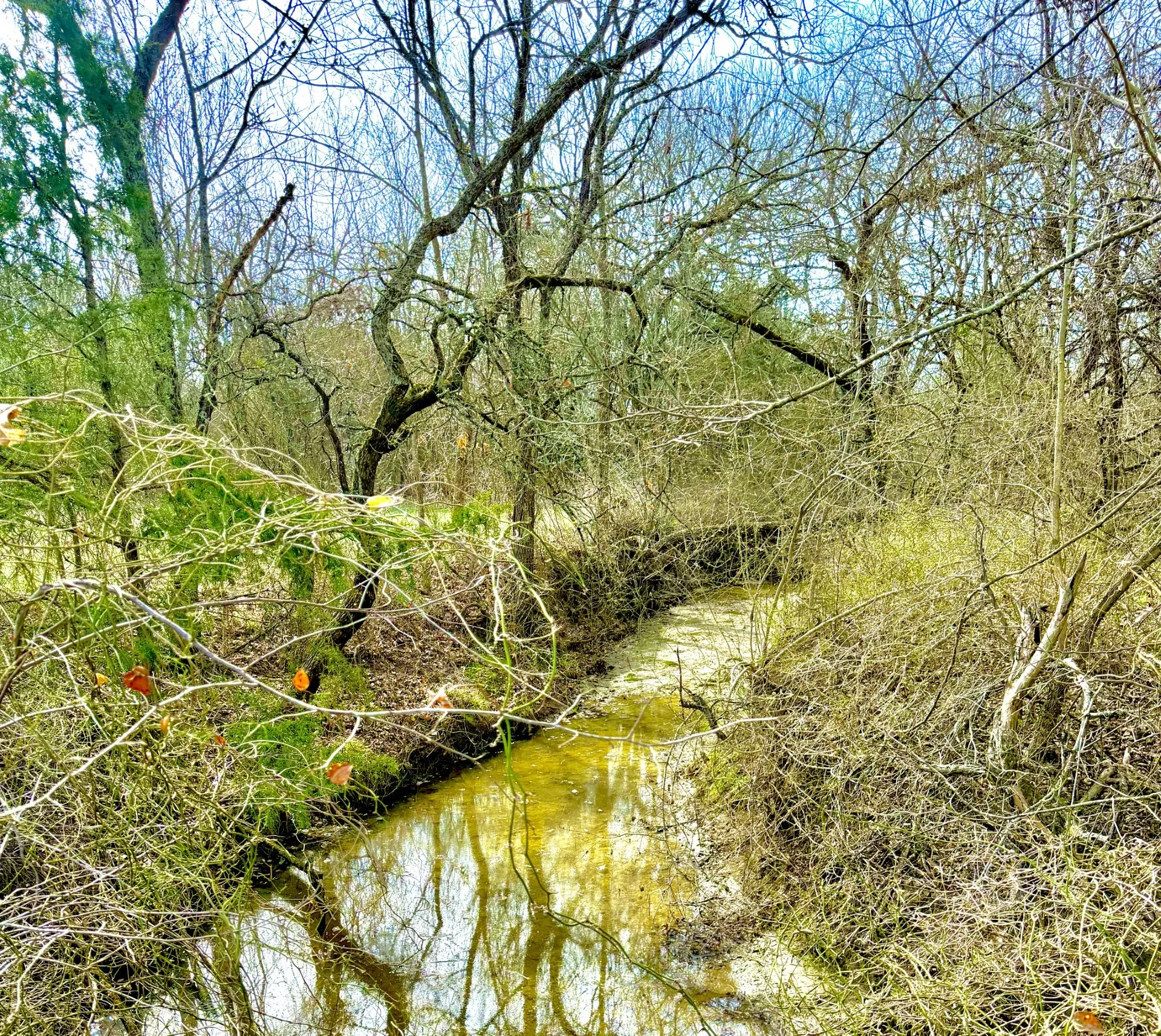 Meandering Creek along back-side of property