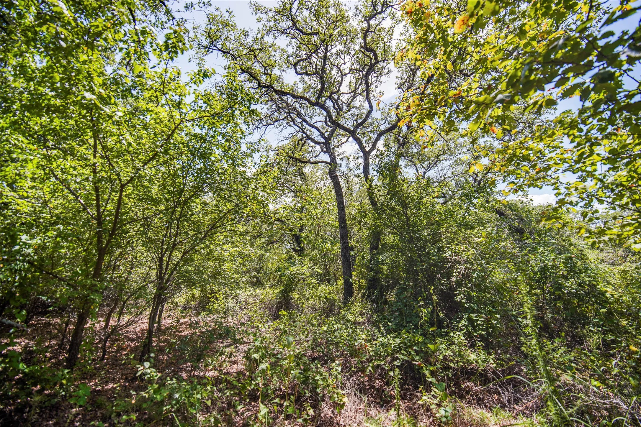 Ranch For Sale in Jack County , 8818 S 281 Highway, Perrin, Texas 76486, 0, 0, Garage spaces, 0 Sqft, built in 0, Price $532,925, mls#21191525, Real Estate Agent in Perrin, Homes For Sale in Jack county, Homes For Sale in Perrin, Realtor in Perrin Texas, Real Estate Brokerage Independent Realty Texas, Luminita Cordes Realtor