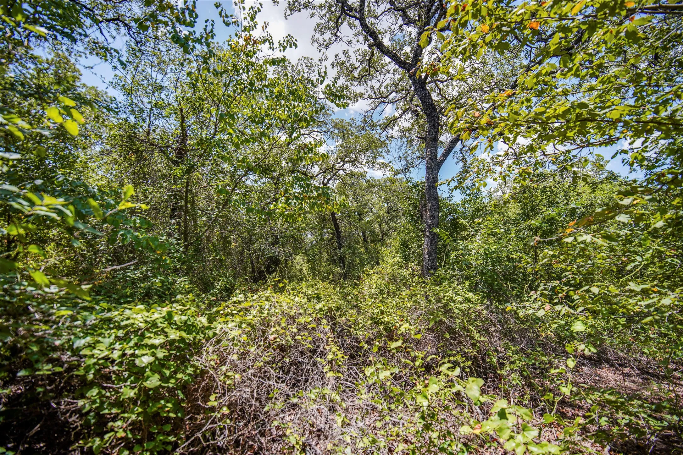 Ranch For Sale in Jack County , 8818 S 281 Highway, Perrin, Texas 76486, 0, 0, Garage spaces, 0 Sqft, built in 0, Price $532,925, mls#21191525, Real Estate Agent in Perrin, Homes For Sale in Jack county, Homes For Sale in Perrin, Realtor in Perrin Texas, Real Estate Brokerage Independent Realty Texas, Luminita Cordes Realtor