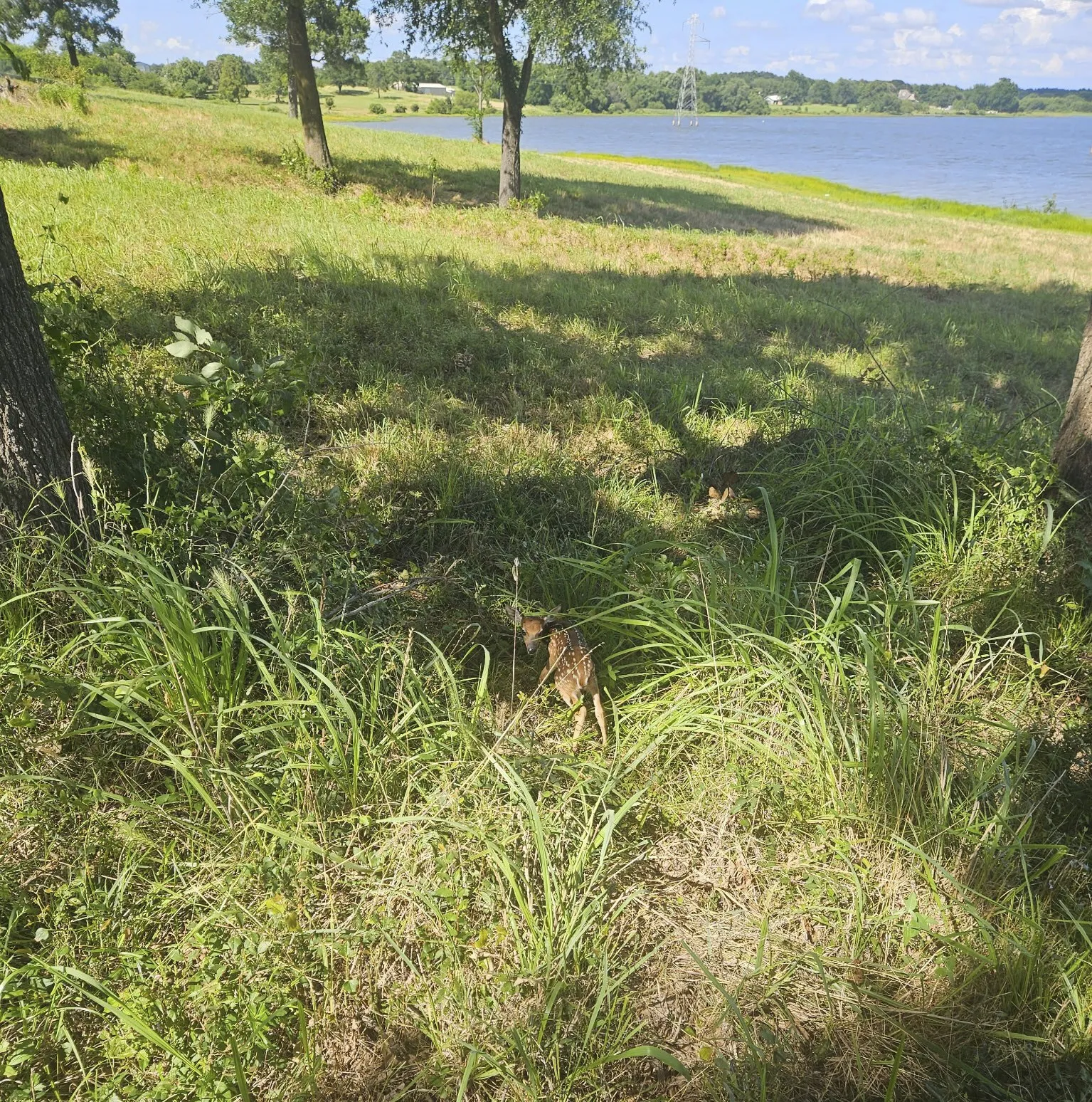 Unimproved Land For Sale in Rains County , Lot 3 Private Road 7327, Emory, Texas 75440, 0, 0, Garage spaces, 0 Sqft, built in 0, Price $225,000, mls#21192044, Real Estate Agent in Emory, Homes For Sale in Rains county, Homes For Sale in Emory, Realtor in Emory Texas, Real Estate Brokerage Independent Realty Texas, Luminita Cordes Realtor