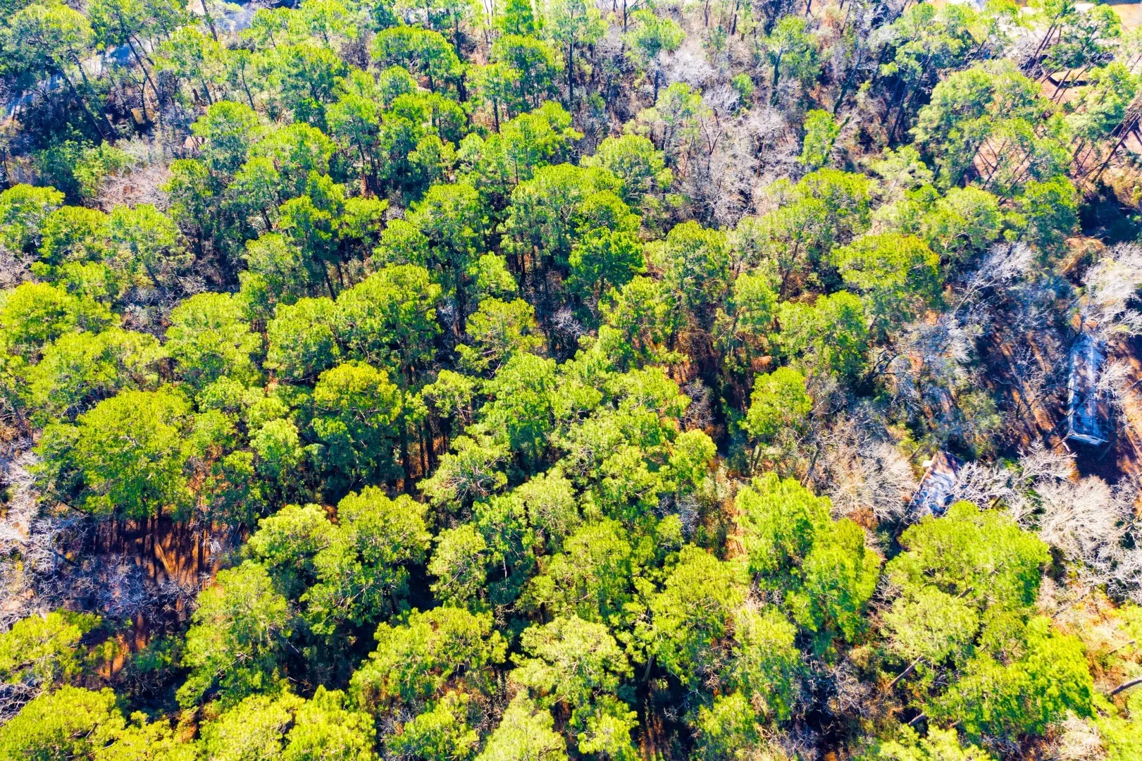 Unimproved Land For Sale in Trinity County , Lot 30 Cedar Court, Trinity, Texas 75862, 0, 0, Garage spaces, 0 Sqft, built in 0, mls#21192841, Real Estate Agent in Trinity, Homes For Sale in Trinity county, Homes For Sale in Trinity, Realtor in Trinity Texas, Real Estate Brokerage Independent Realty Texas, Luminita Cordes Realtor