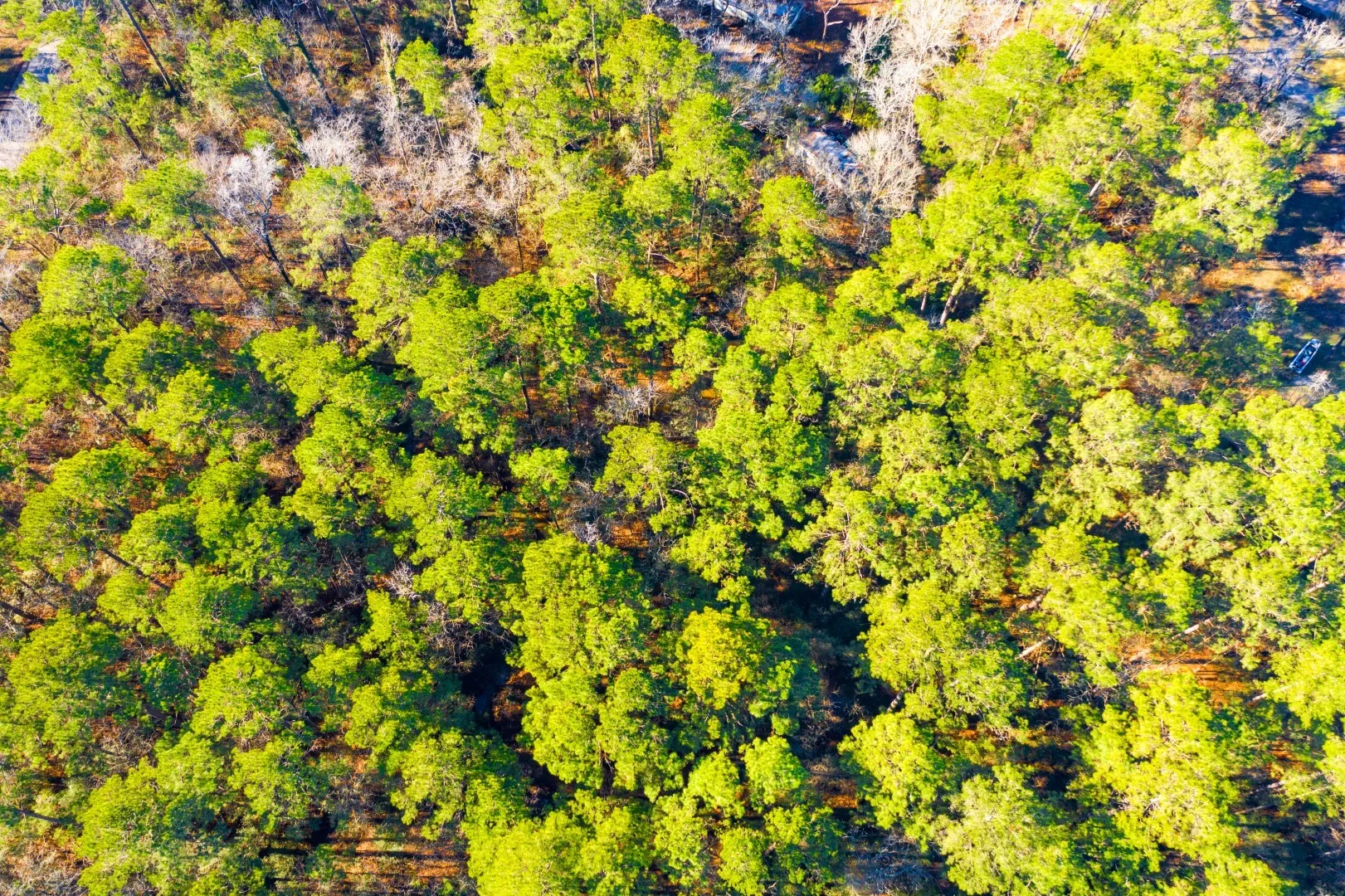 Unimproved Land For Sale in Trinity County , Lot 30 Cedar Court, Trinity, Texas 75862, 0, 0, Garage spaces, 0 Sqft, built in 0, mls#21192841, Real Estate Agent in Trinity, Homes For Sale in Trinity county, Homes For Sale in Trinity, Realtor in Trinity Texas, Real Estate Brokerage Independent Realty Texas, Luminita Cordes Realtor