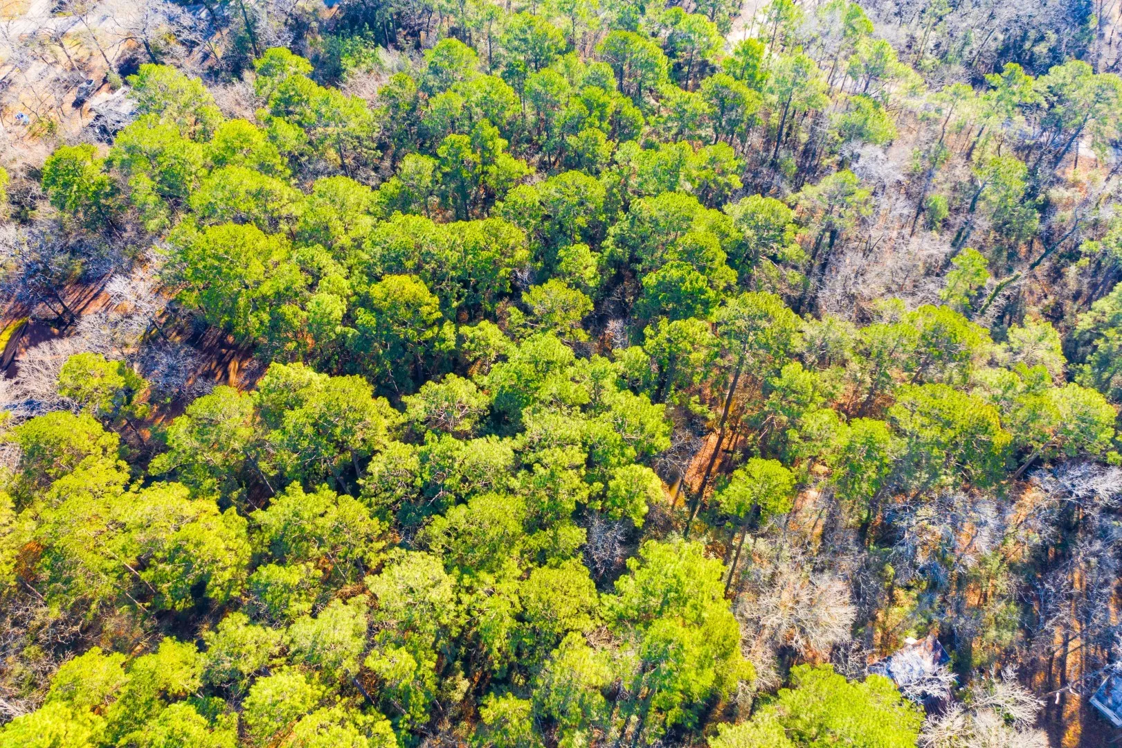 Unimproved Land For Sale in Trinity County , Lot 30 Cedar Court, Trinity, Texas 75862, 0, 0, Garage spaces, 0 Sqft, built in 0, mls#21192841, Real Estate Agent in Trinity, Homes For Sale in Trinity county, Homes For Sale in Trinity, Realtor in Trinity Texas, Real Estate Brokerage Independent Realty Texas, Luminita Cordes Realtor