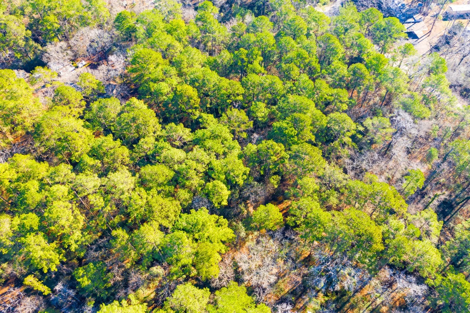 Unimproved Land For Sale in Trinity County , Lot 30 Cedar Court, Trinity, Texas 75862, 0, 0, Garage spaces, 0 Sqft, built in 0, mls#21192841, Real Estate Agent in Trinity, Homes For Sale in Trinity county, Homes For Sale in Trinity, Realtor in Trinity Texas, Real Estate Brokerage Independent Realty Texas, Luminita Cordes Realtor
