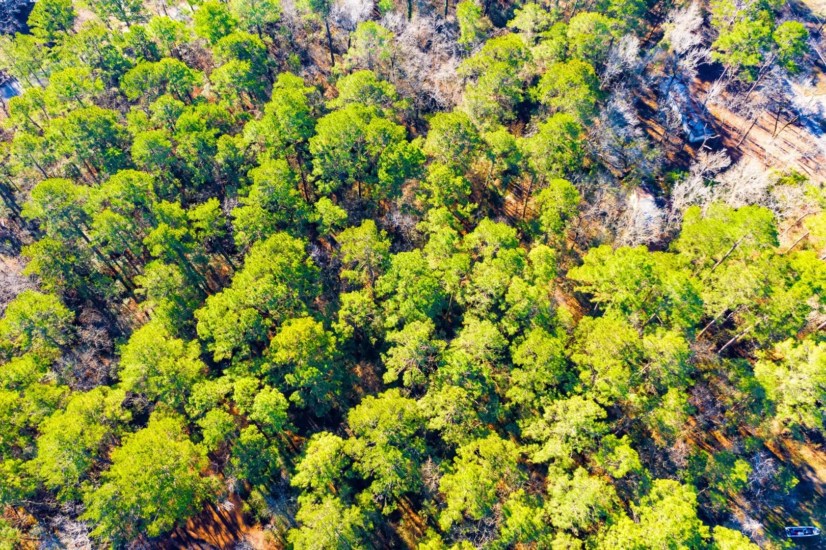 Unimproved Land For Sale in Trinity County , Lot 30 Cedar Court, Trinity, Texas 75862, 0, 0, Garage spaces, 0 Sqft, built in 0, mls#21192841, Real Estate Agent in Trinity, Homes For Sale in Trinity county, Homes For Sale in Trinity, Realtor in Trinity Texas, Real Estate Brokerage Independent Realty Texas, Luminita Cordes Realtor