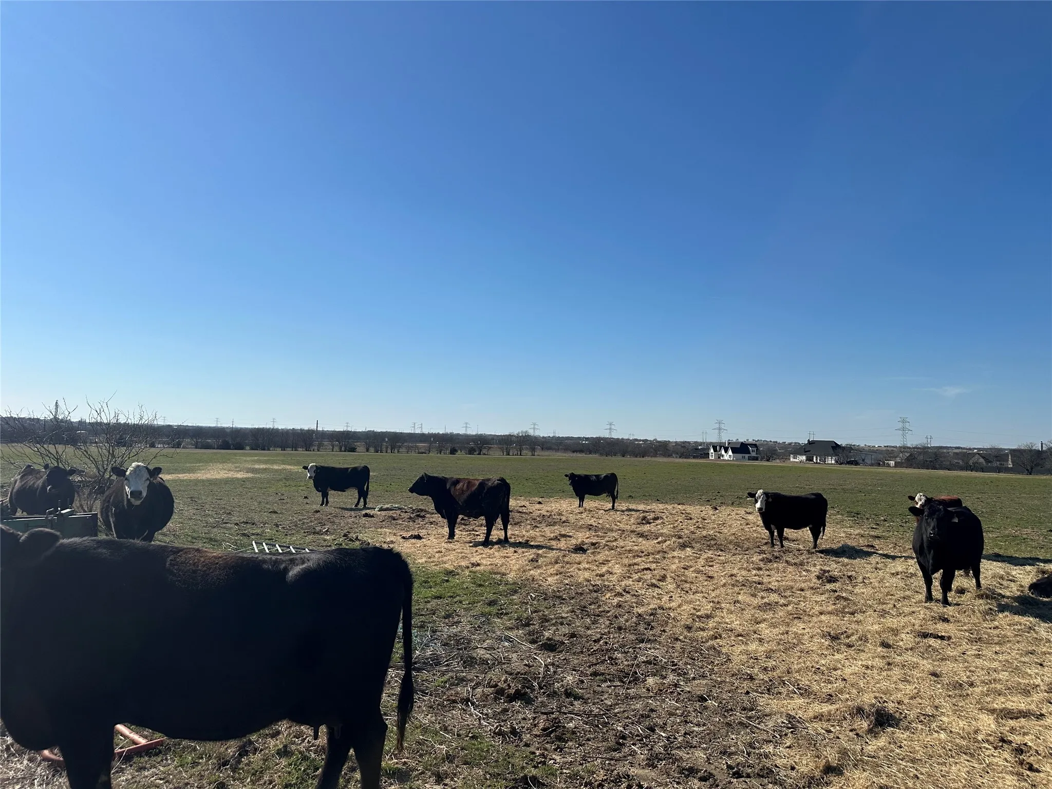 Ranch For Sale in Johnson County , 4469 County Road 1022, Cleburne, Texas 76033, 0, 0, Garage spaces, 0 Sqft, built in 0, mls#21192740, Real Estate Agent in Cleburne, Homes For Sale in Johnson county, Homes For Sale in Cleburne, Realtor in Cleburne Texas, Real Estate Brokerage Independent Realty Texas, Luminita Cordes Realtor