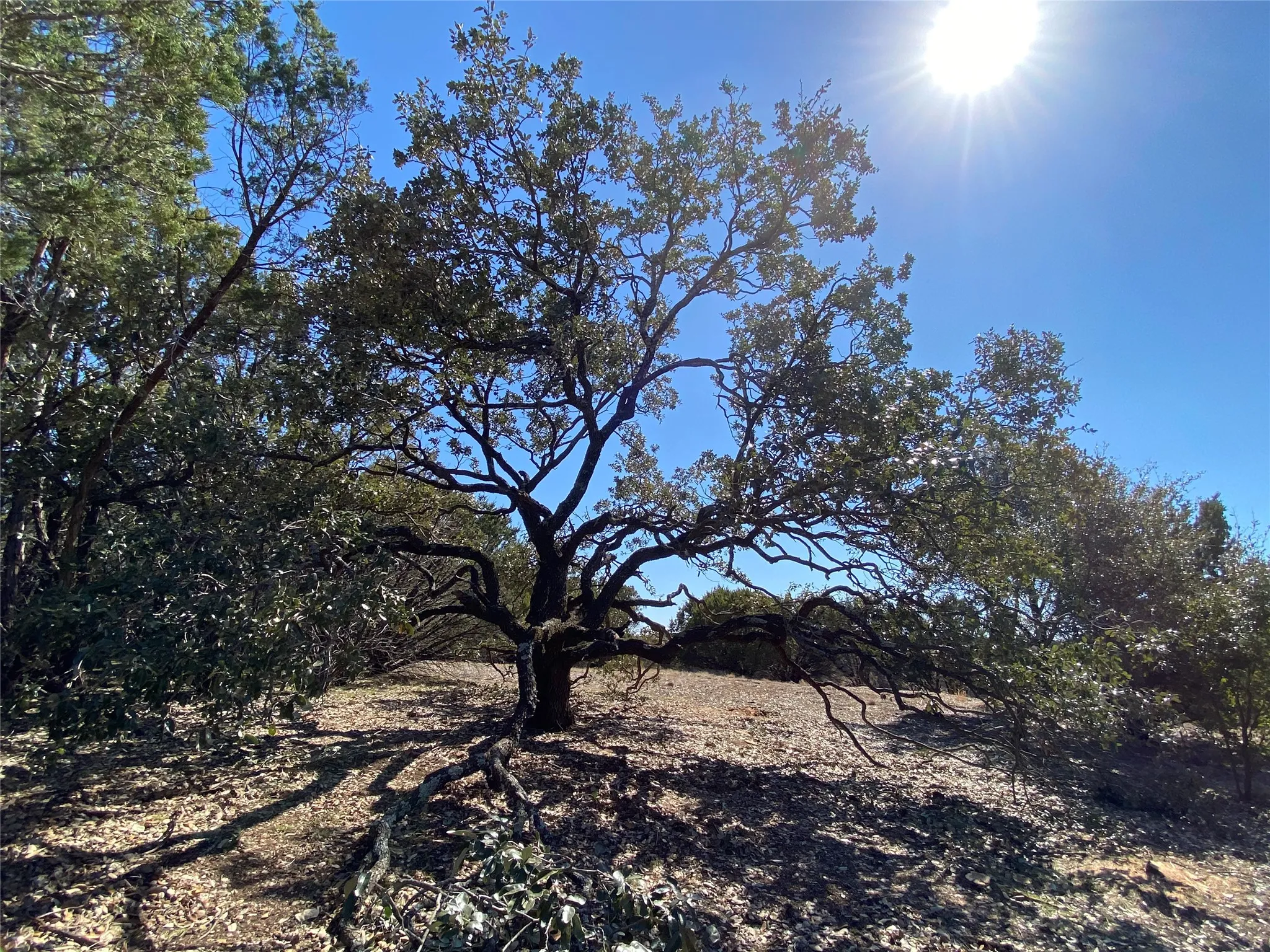This gorgeous elm tree sits about a third of the way back from the front of the property and would be an ideal spot to create your own oasis of escape from the busyness of life.