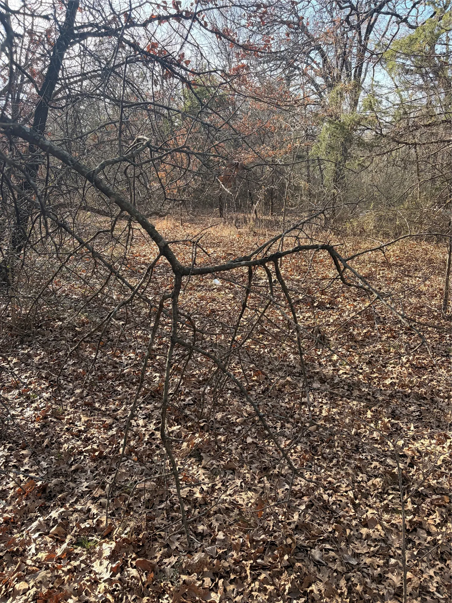 The property features a wooded landscape with a covering of fallen leaves