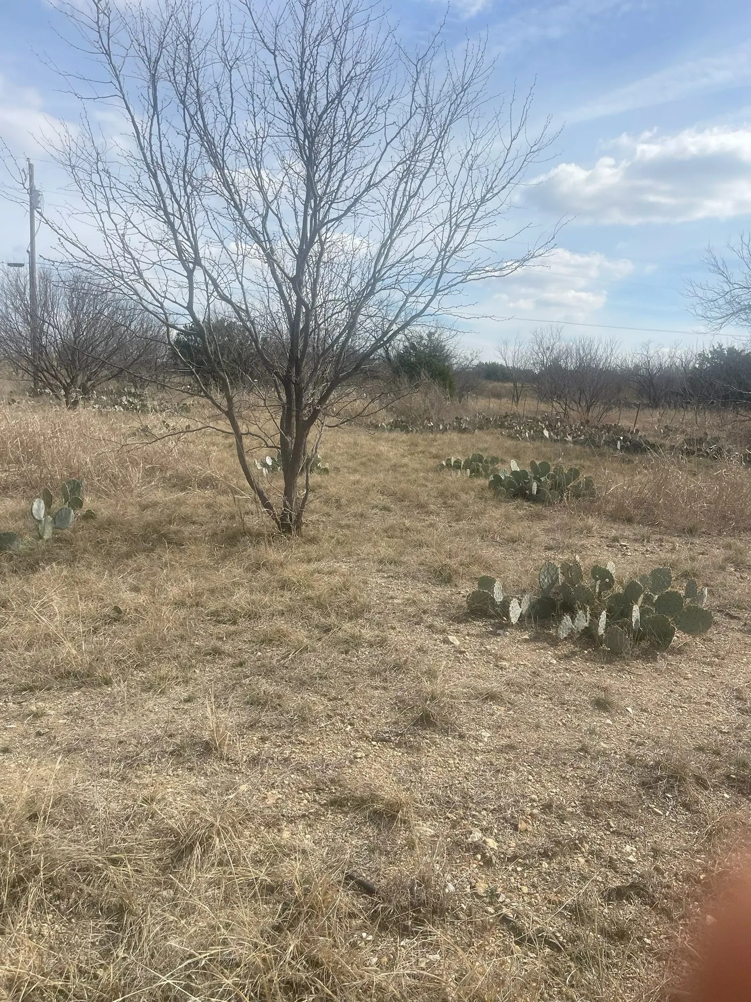 Unimproved Land For Sale in Brown County , TBD County Road 221, Brookesmith, Texas 76827, 0, 0, Garage spaces, 0 Sqft, built in 0, Price $12,700, mls#21193985, Real Estate Agent in Brookesmith, Homes For Sale in Brown county, Homes For Sale in Brookesmith, Realtor in Brookesmith Texas, Real Estate Brokerage Independent Realty Texas, Luminita Cordes Realtor