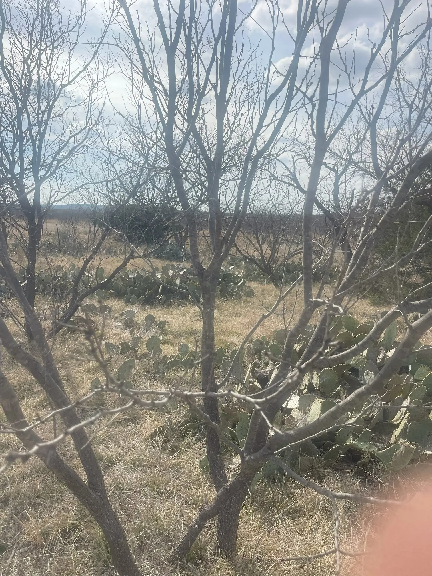 Unimproved Land For Sale in Brown County , TBD County Road 221, Brookesmith, Texas 76827, 0, 0, Garage spaces, 0 Sqft, built in 0, Price $12,700, mls#21193985, Real Estate Agent in Brookesmith, Homes For Sale in Brown county, Homes For Sale in Brookesmith, Realtor in Brookesmith Texas, Real Estate Brokerage Independent Realty Texas, Luminita Cordes Realtor