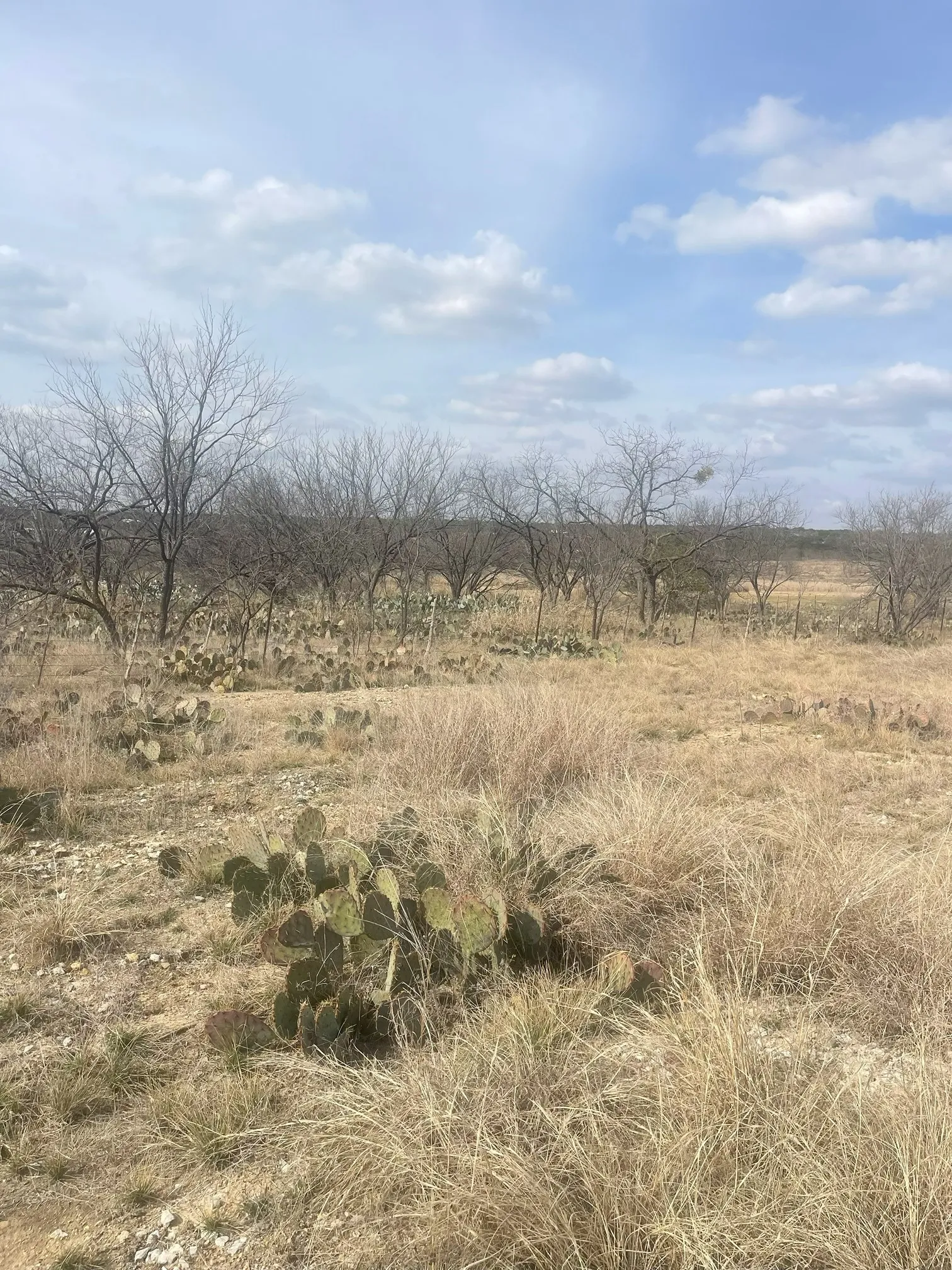 Unimproved Land For Sale in Brown County , TBD County Road 221, Brookesmith, Texas 76827, 0, 0, Garage spaces, 0 Sqft, built in 0, Price $12,700, mls#21193985, Real Estate Agent in Brookesmith, Homes For Sale in Brown county, Homes For Sale in Brookesmith, Realtor in Brookesmith Texas, Real Estate Brokerage Independent Realty Texas, Luminita Cordes Realtor