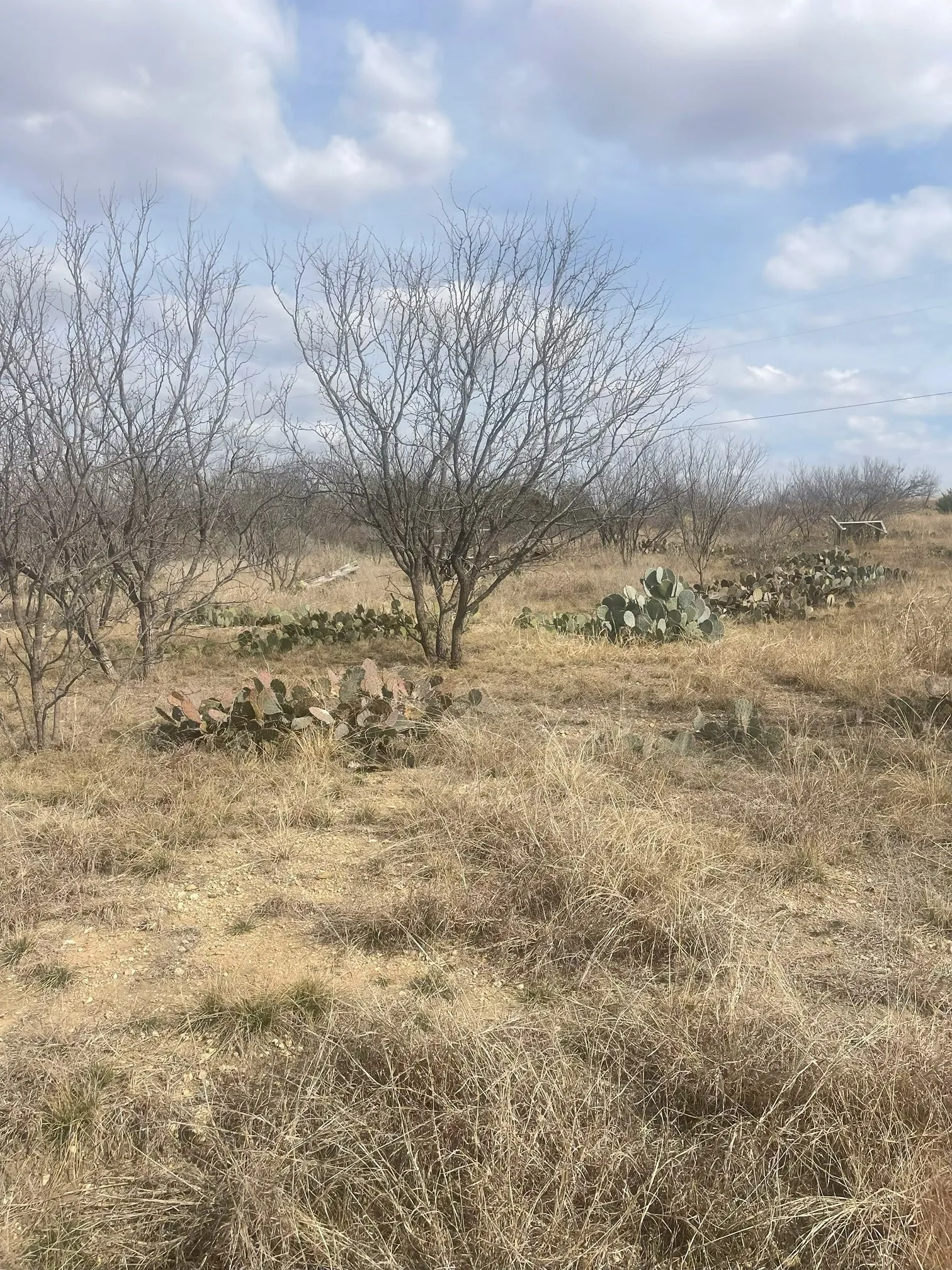 Unimproved Land For Sale in Brown County , TBD County Road 221, Brookesmith, Texas 76827, 0, 0, Garage spaces, 0 Sqft, built in 0, Price $12,700, mls#21193985, Real Estate Agent in Brookesmith, Homes For Sale in Brown county, Homes For Sale in Brookesmith, Realtor in Brookesmith Texas, Real Estate Brokerage Independent Realty Texas, Luminita Cordes Realtor