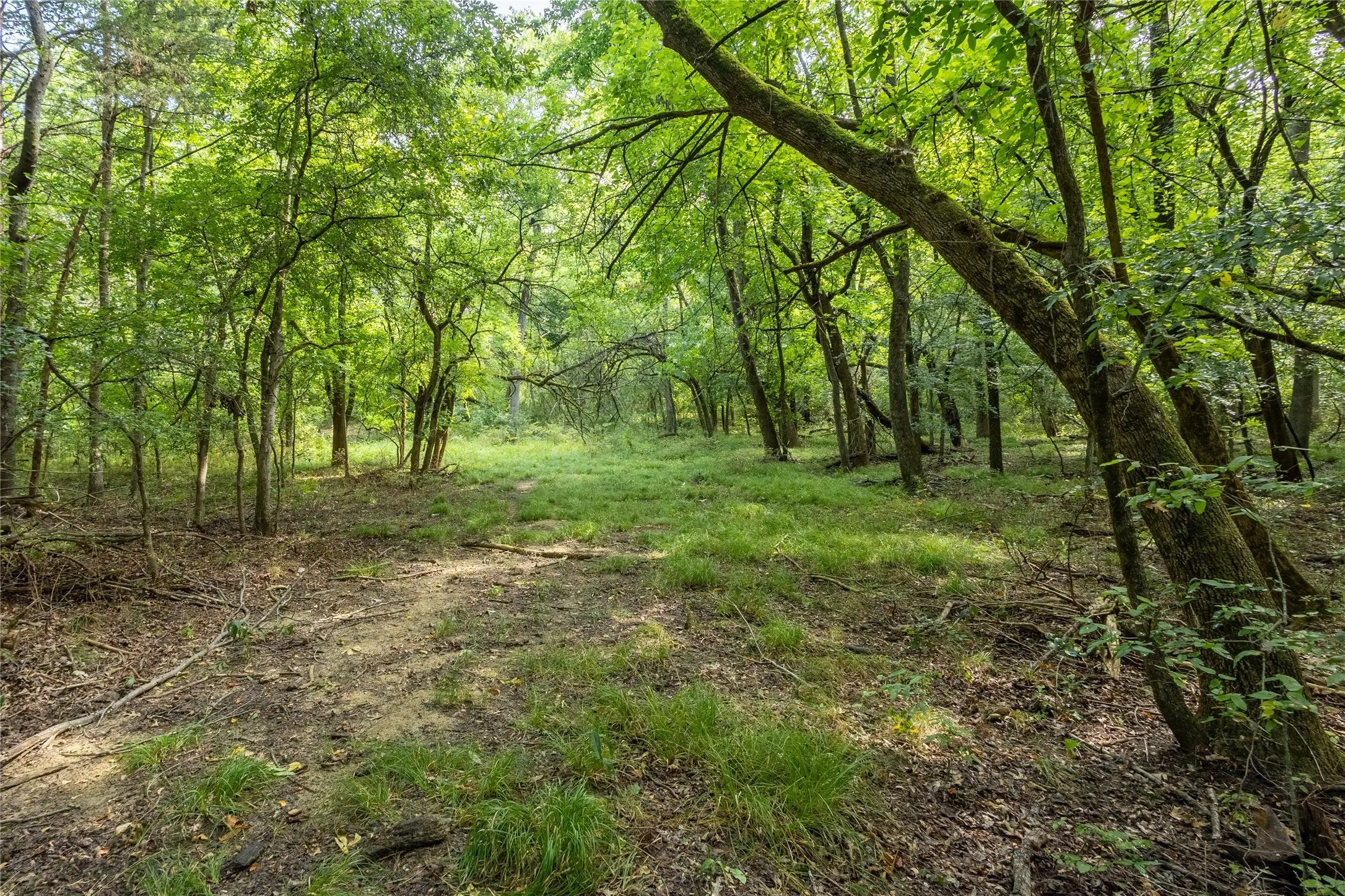 Ranch For Sale in Fannin County , 1966 County Road 2980, Windom, Texas 75492, 0, 0, Garage spaces, 0 Sqft, built in 1979, mls#21195318, Real Estate Agent in Windom, Homes For Sale in Fannin county, Homes For Sale in Windom, Realtor in Windom Texas, Real Estate Brokerage Independent Realty Texas, Luminita Cordes Realtor
