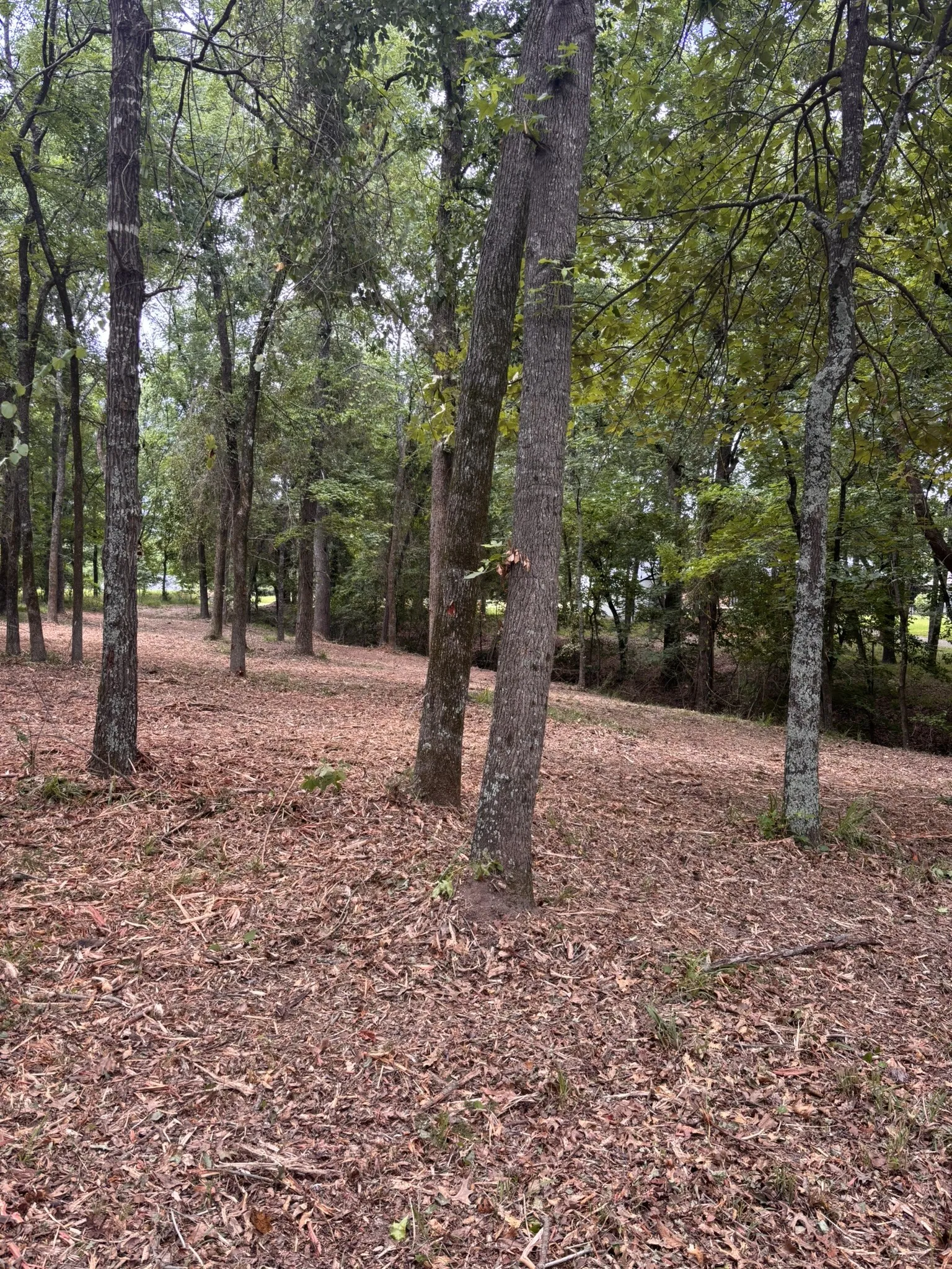 Unimproved Land For Sale in Wood County , TBD CR 1503, Alba, Texas 75410, 0, 0, Garage spaces, 0 Sqft, built in 0, mls#21195081, Real Estate Agent in Alba, Homes For Sale in Wood county, Homes For Sale in Alba, Realtor in Alba Texas, Real Estate Brokerage Independent Realty Texas, Luminita Cordes Realtor
