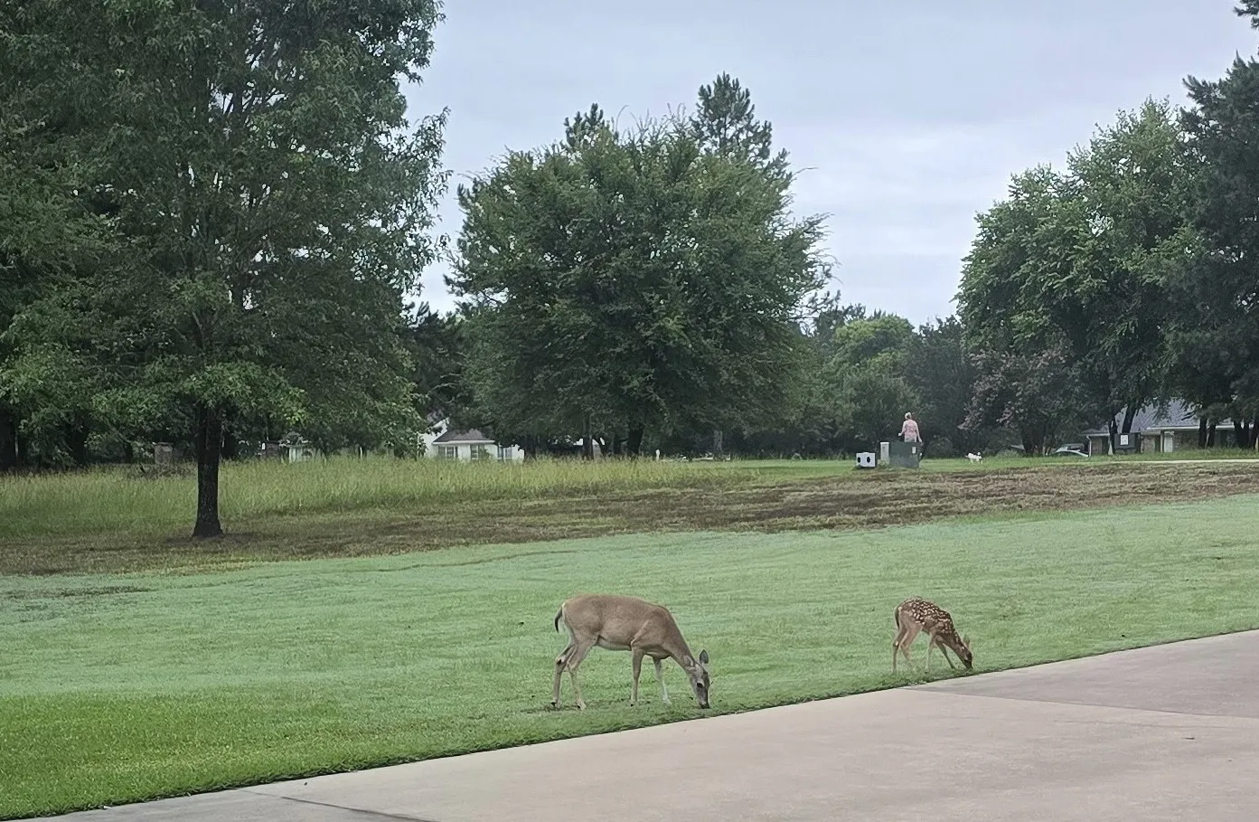 View of some of the four legged neighbors from driveway of adjoining lot.