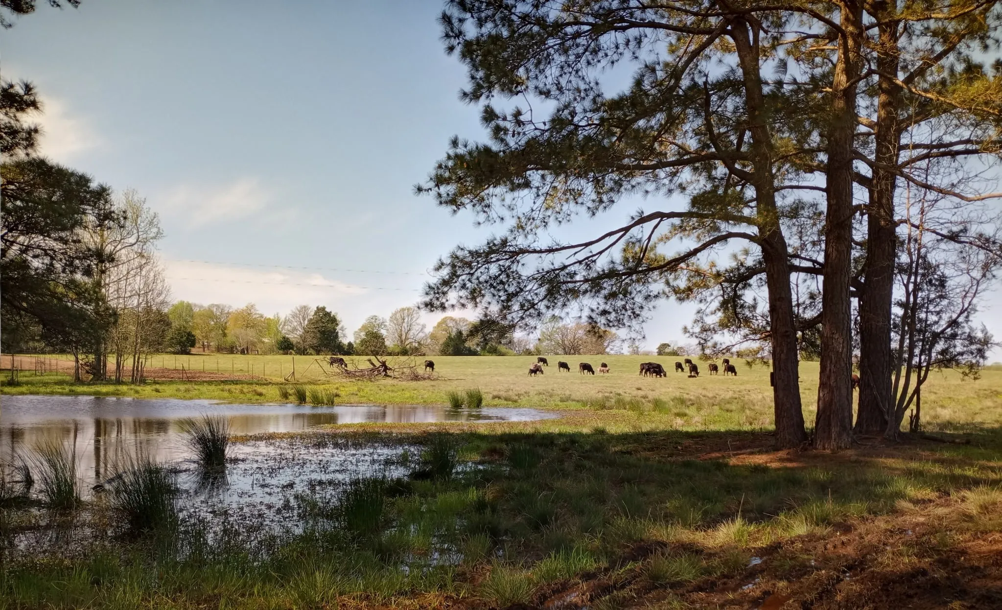 Single Family Residence For Sale in Cass County , 6888 FM 2888, Naples, Texas 75568, 5 Bedroom, 4 Bathroom, 1 Garage spaces, 3,690 Sqft, built in 2008, Preowned, mls#21193816, Real Estate Agent in Naples, Homes For Sale in Cass county, Homes For Sale in Naples, Realtor in Naples Texas, Real Estate Brokerage Independent Realty Texas, Luminita Cordes Realtor