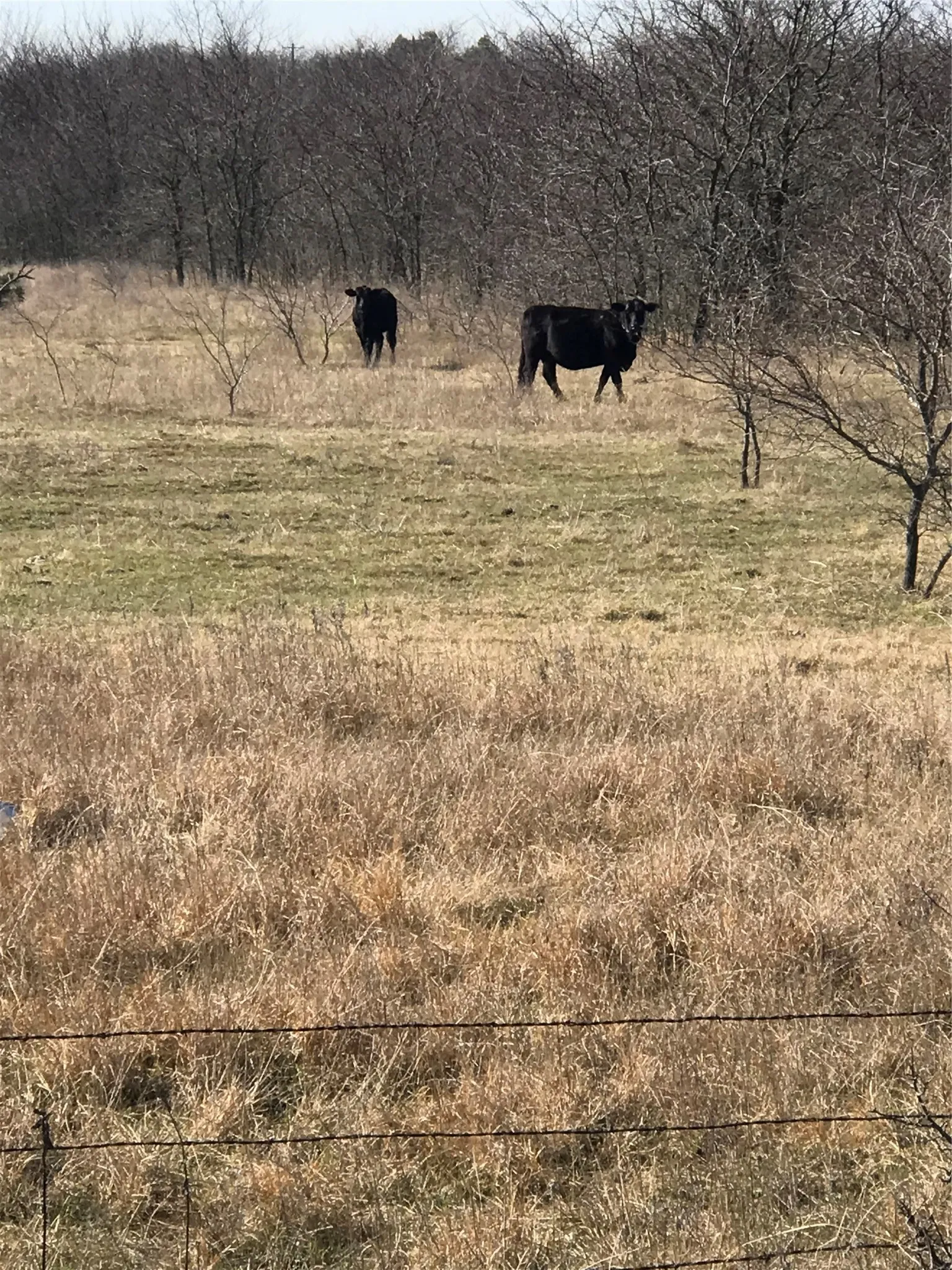 More cows... Hello cows. Mind if we mosey in and look around?
