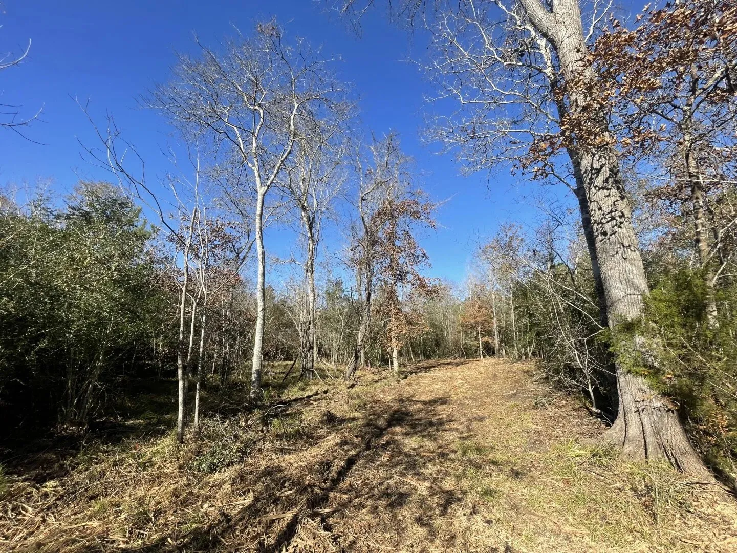 Ranch For Sale in Polk County , Lot 5 E FM 942, Corrigan, Texas 75934, 0, 0, Garage spaces, 0 Sqft, built in 0, Price $141,900, mls#21196496, Real Estate Agent in Corrigan, Homes For Sale in Polk county, Homes For Sale in Corrigan, Realtor in Corrigan Texas, Real Estate Brokerage Independent Realty Texas, Luminita Cordes Realtor