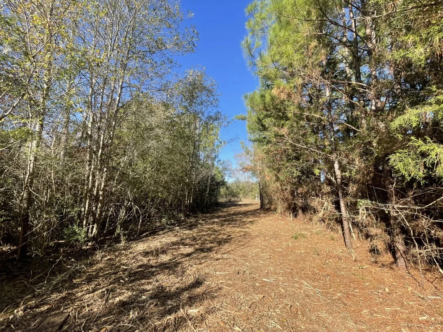 Ranch For Sale in Polk County , Lot 5 E FM 942, Corrigan, Texas 75934, 0, 0, Garage spaces, 0 Sqft, built in 0, Price $141,900, mls#21196496, Real Estate Agent in Corrigan, Homes For Sale in Polk county, Homes For Sale in Corrigan, Realtor in Corrigan Texas, Real Estate Brokerage Independent Realty Texas, Luminita Cordes Realtor