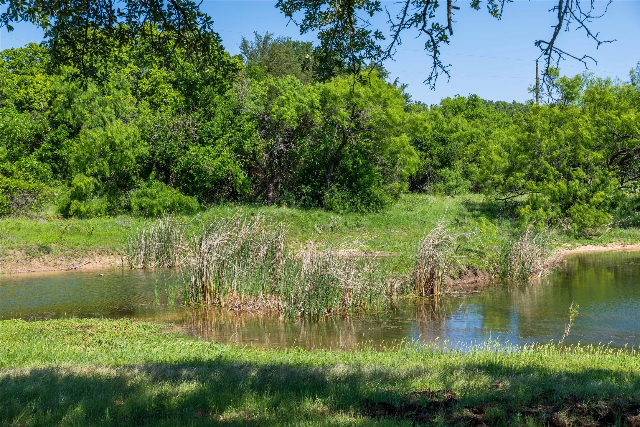 Natural pond with lush green vegetation, bordered by dense trees and clear skies