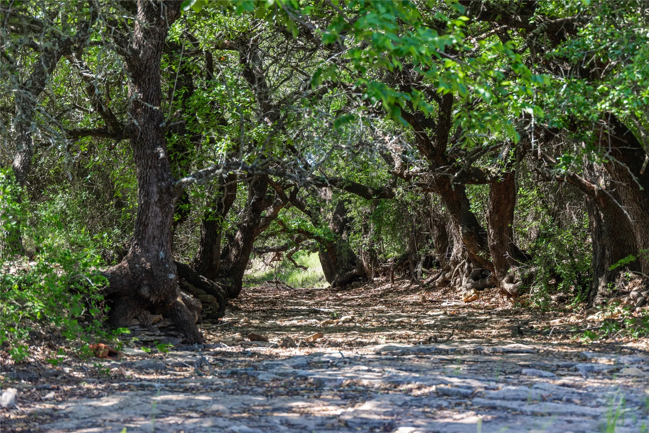 Ranch For Sale in Eastland County , 91 Acres Co Rd 370, Carbon, Texas 76435, 0, 0, Garage spaces, 0 Sqft, built in 0, Price $645,991, mls#21196516, Real Estate Agent in Carbon, Homes For Sale in Eastland county, Homes For Sale in Carbon, Realtor in Carbon Texas, Real Estate Brokerage Independent Realty Texas, Luminita Cordes Realtor