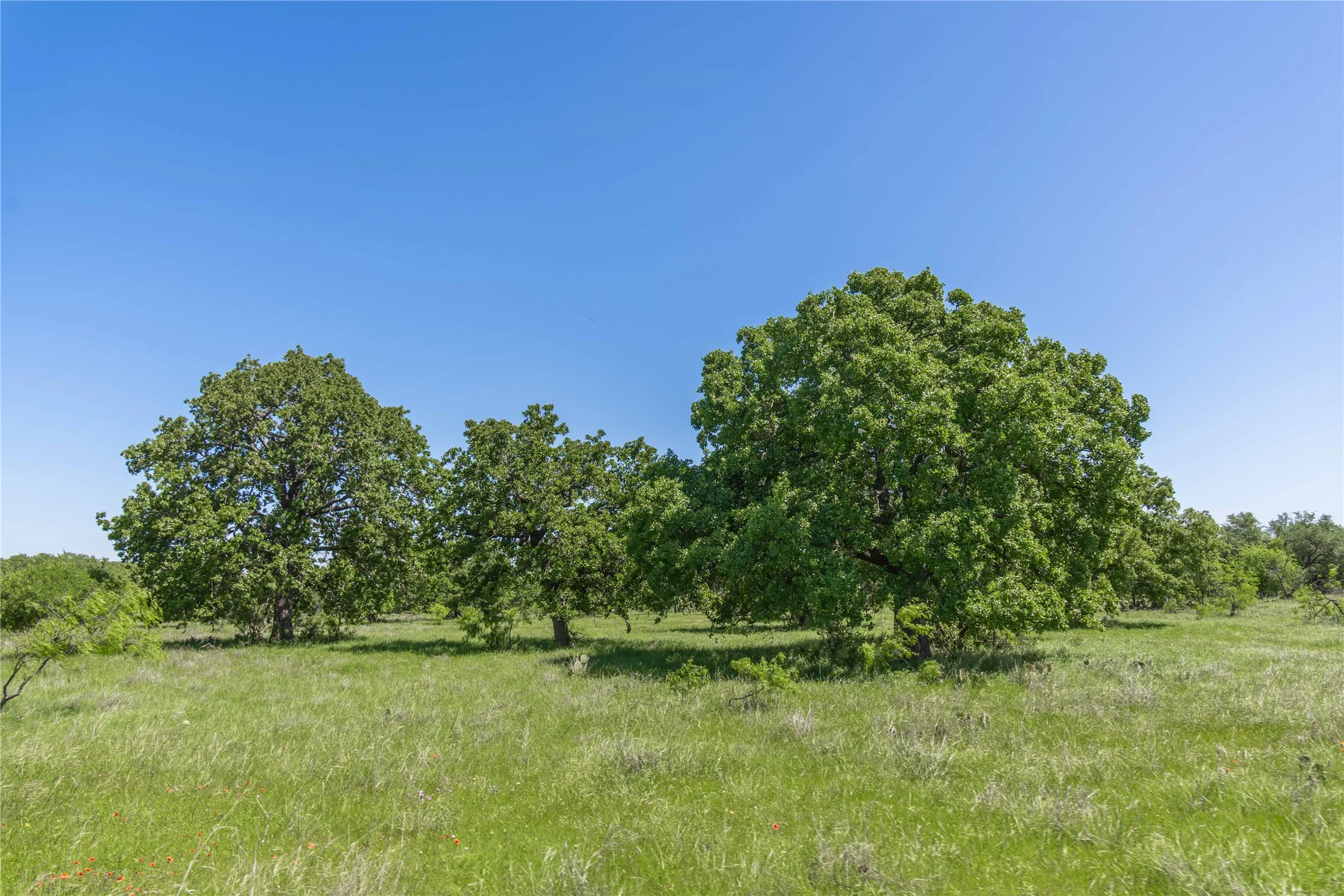 Expansive outdoor space featuring mature trees and verdant ground cover