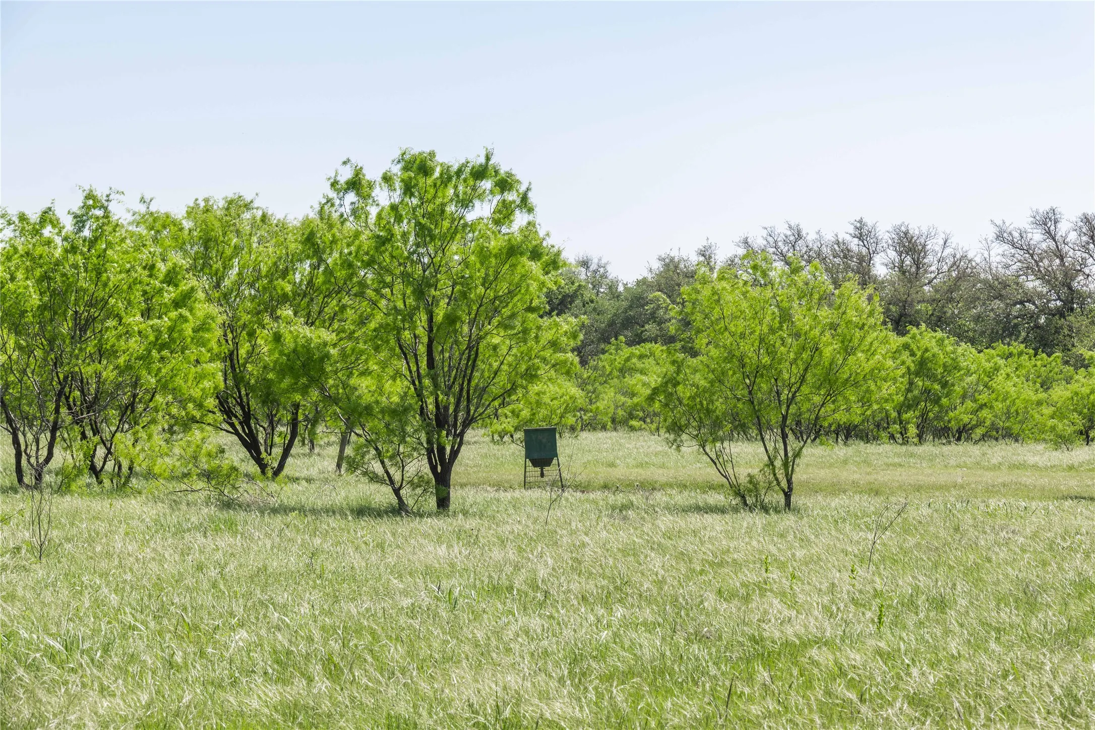 Expansive natural landscape featuring lush green foliage and mature trees