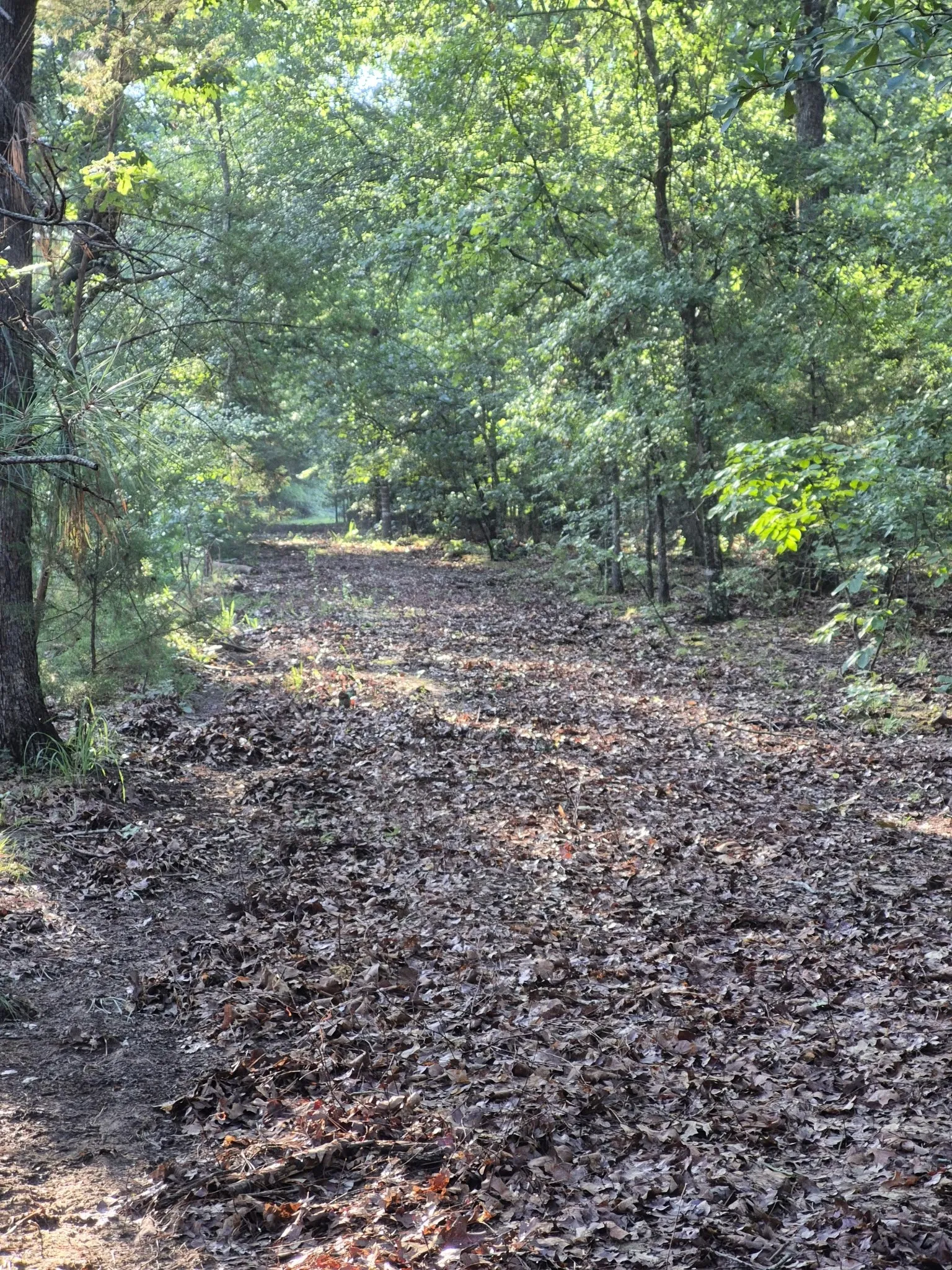 LOOKING DOWN THE LANE ON BACK SIDE OF WOODS