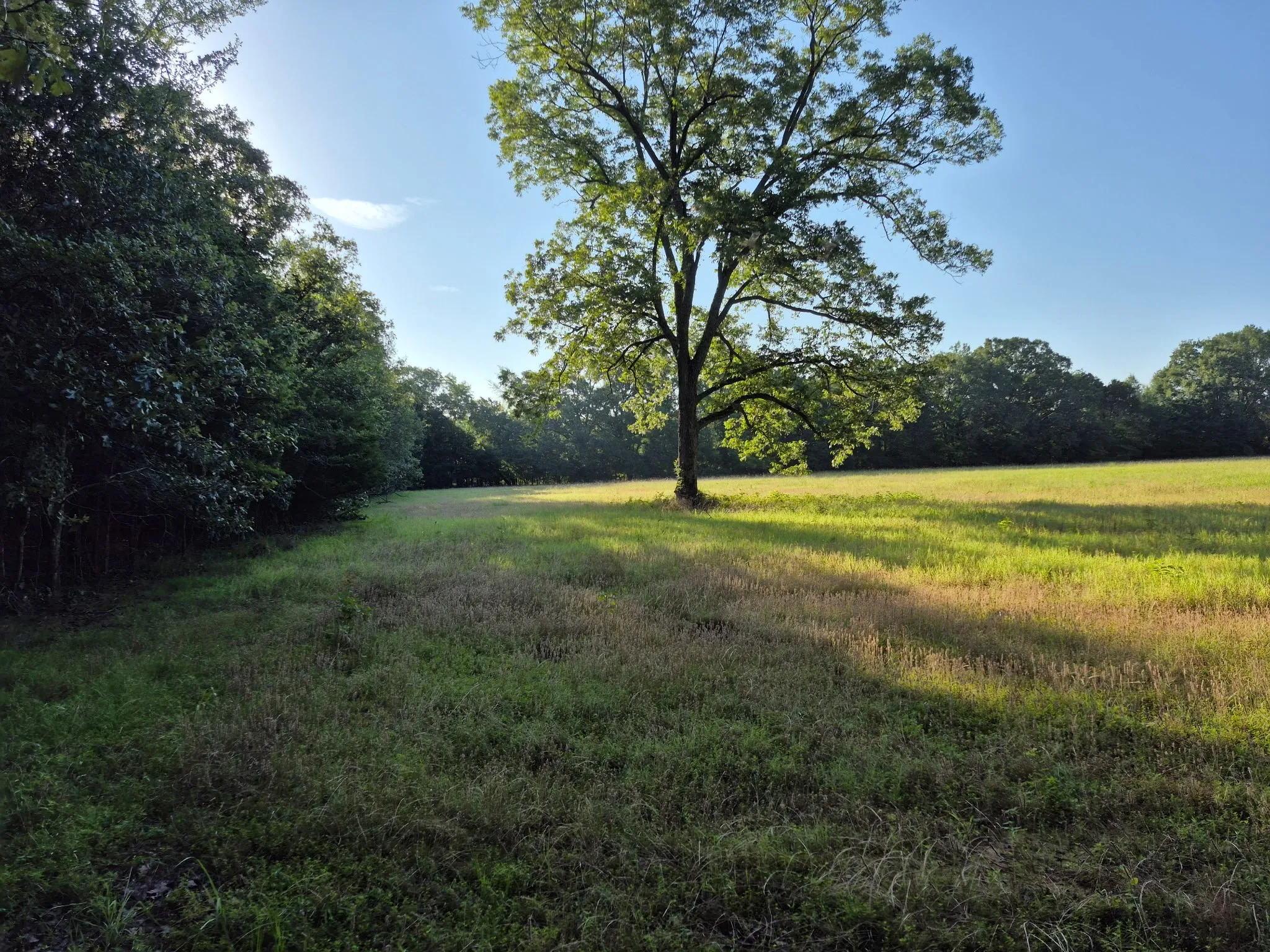 CORNER WHERE WOODS AND PASTURE JOIN, LOOKING EAST TOWARD EAST PROPERTY LINE
