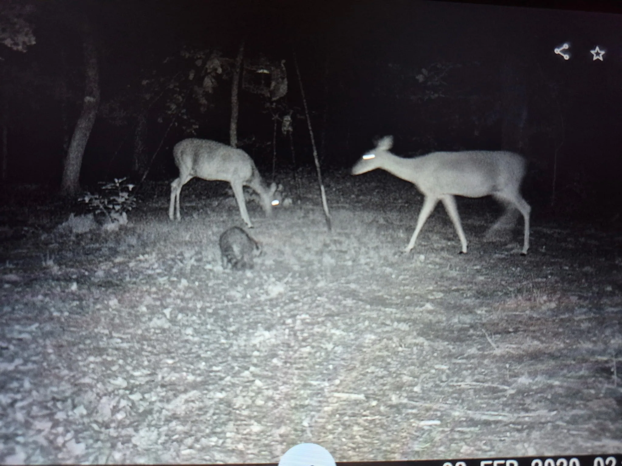 GOOD HUNTING