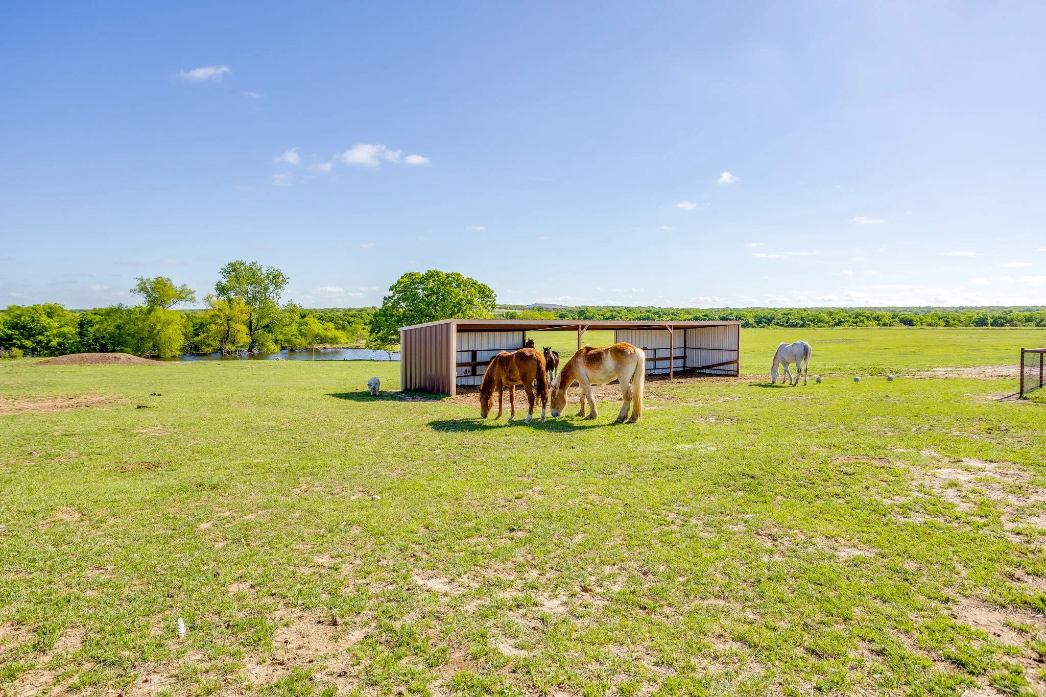 pasture