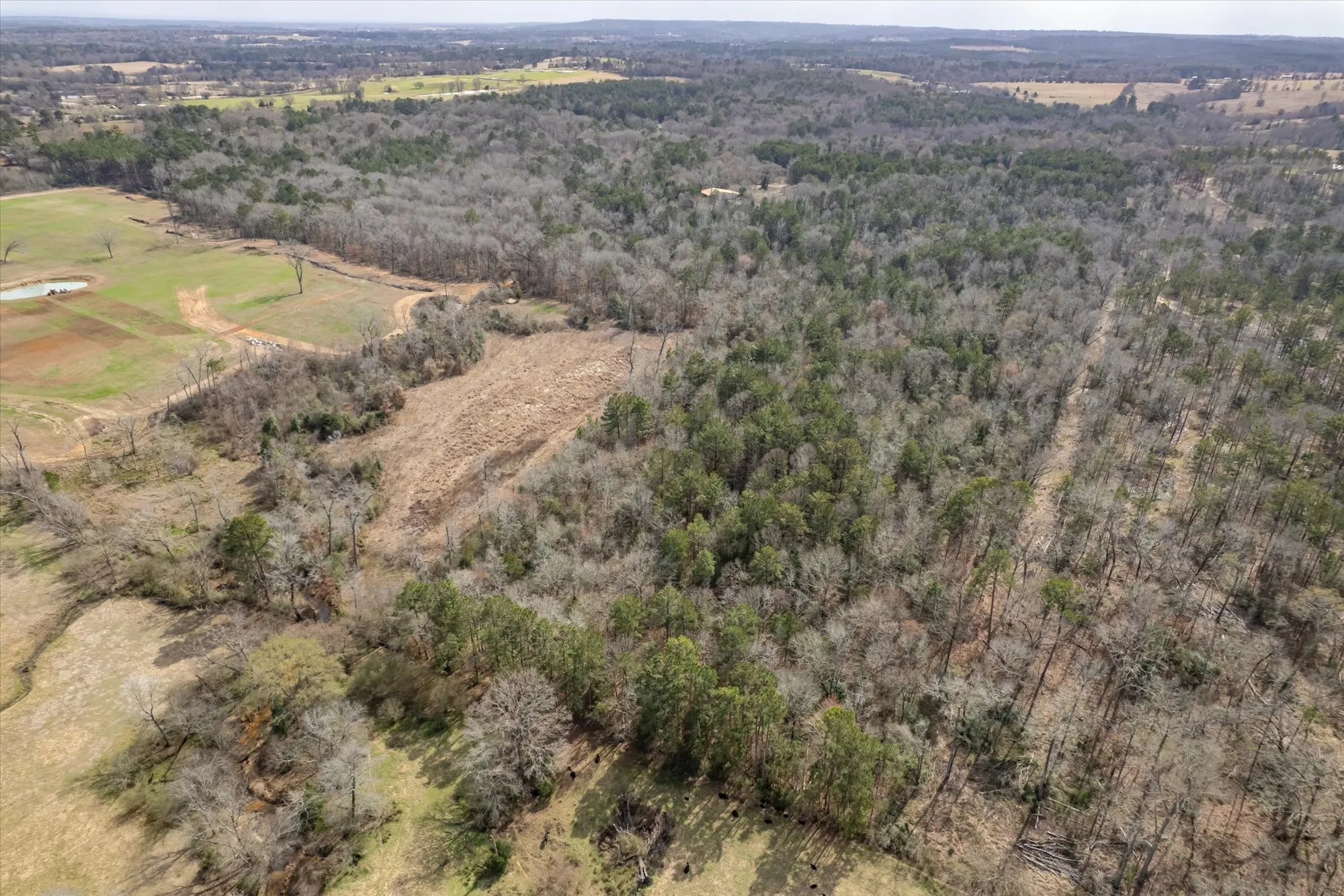 Aerial view of a forest