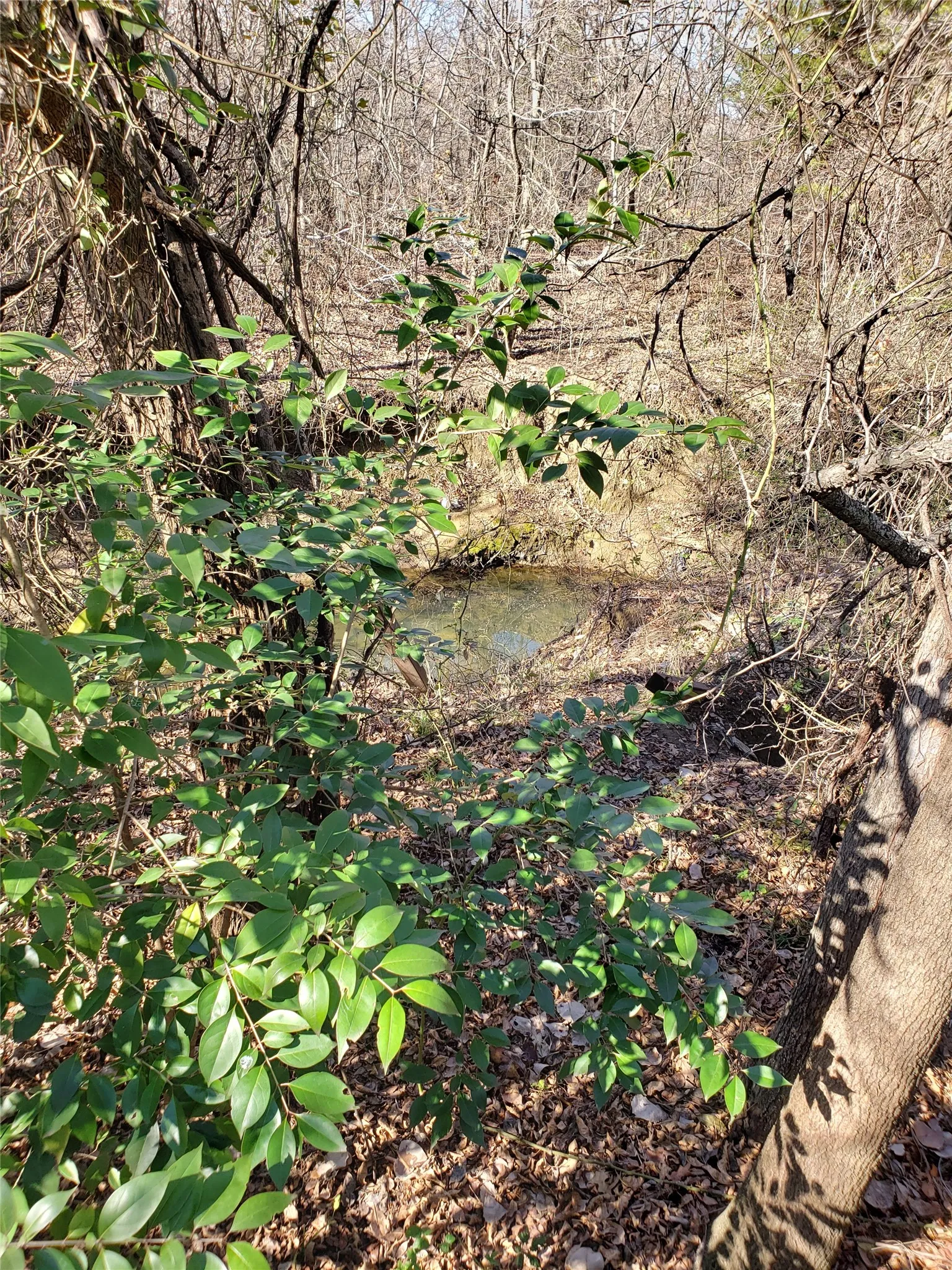 View of undeveloped land