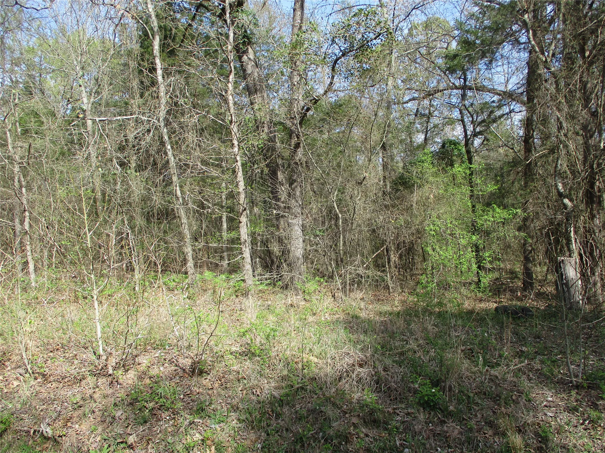 Unimproved Land For Sale in Wood County , TBD County Road 2958, Alba, Texas 75410, 0, 0, Garage spaces, 0 Sqft, built in 0, mls#21197532, Real Estate Agent in Alba, Homes For Sale in Wood county, Homes For Sale in Alba, Realtor in Alba Texas, Real Estate Brokerage Independent Realty Texas, Luminita Cordes Realtor