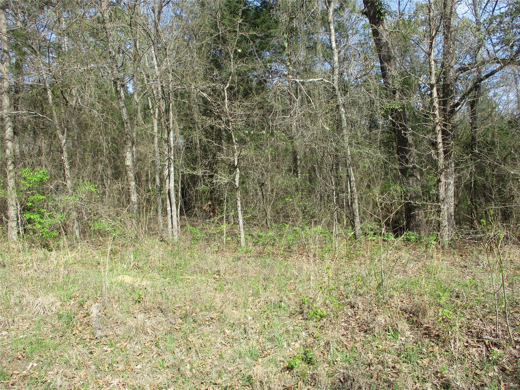 Unimproved Land For Sale in Wood County , TBD County Road 2958, Alba, Texas 75410, 0, 0, Garage spaces, 0 Sqft, built in 0, mls#21197532, Real Estate Agent in Alba, Homes For Sale in Wood county, Homes For Sale in Alba, Realtor in Alba Texas, Real Estate Brokerage Independent Realty Texas, Luminita Cordes Realtor
