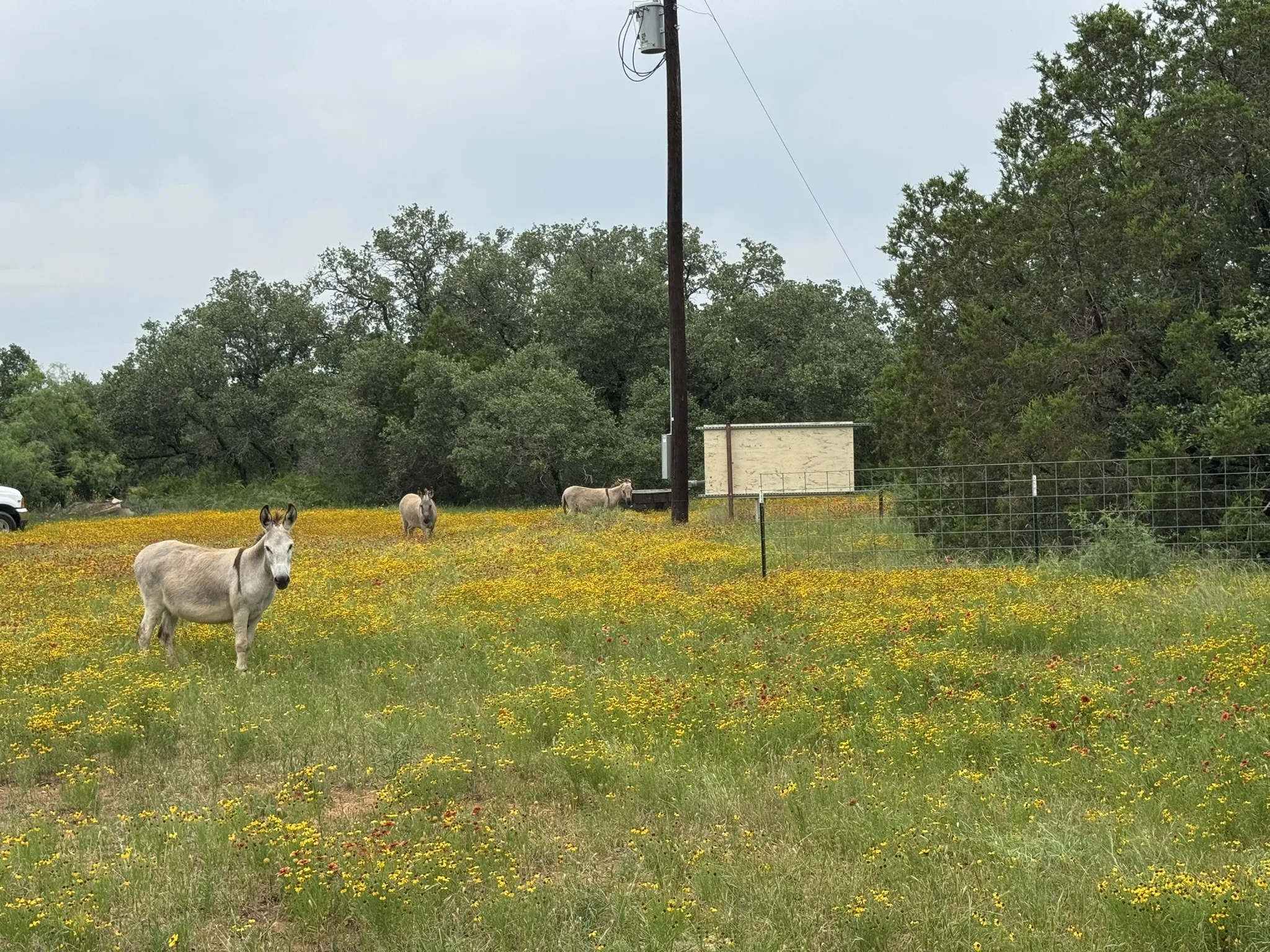 Improved Land For Sale in Stephens County , 12550 County Road 136, Ranger, Texas 76470, 0, 0, Garage spaces, 0 Sqft, built in 2021, Price $299,000, mls#21198545, Real Estate Agent in Ranger, Homes For Sale in Stephens county, Homes For Sale in Ranger, Realtor in Ranger Texas, Real Estate Brokerage Independent Realty Texas, Luminita Cordes Realtor