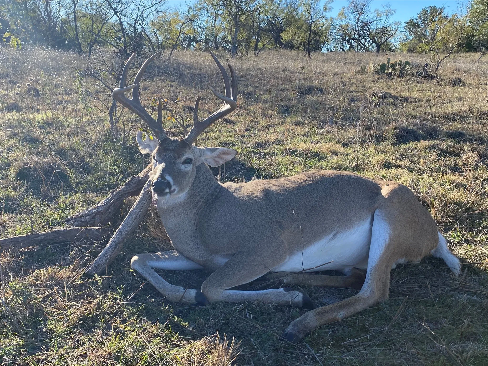 Ranch For Sale in Mills County , 360 County Road 199, Mullin, Texas 76864, 0, 0, Garage spaces, 0 Sqft, built in 0, mls#21198666, Real Estate Agent in Mullin, Homes For Sale in Mills county, Homes For Sale in Mullin, Realtor in Mullin Texas, Real Estate Brokerage Independent Realty Texas, Luminita Cordes Realtor