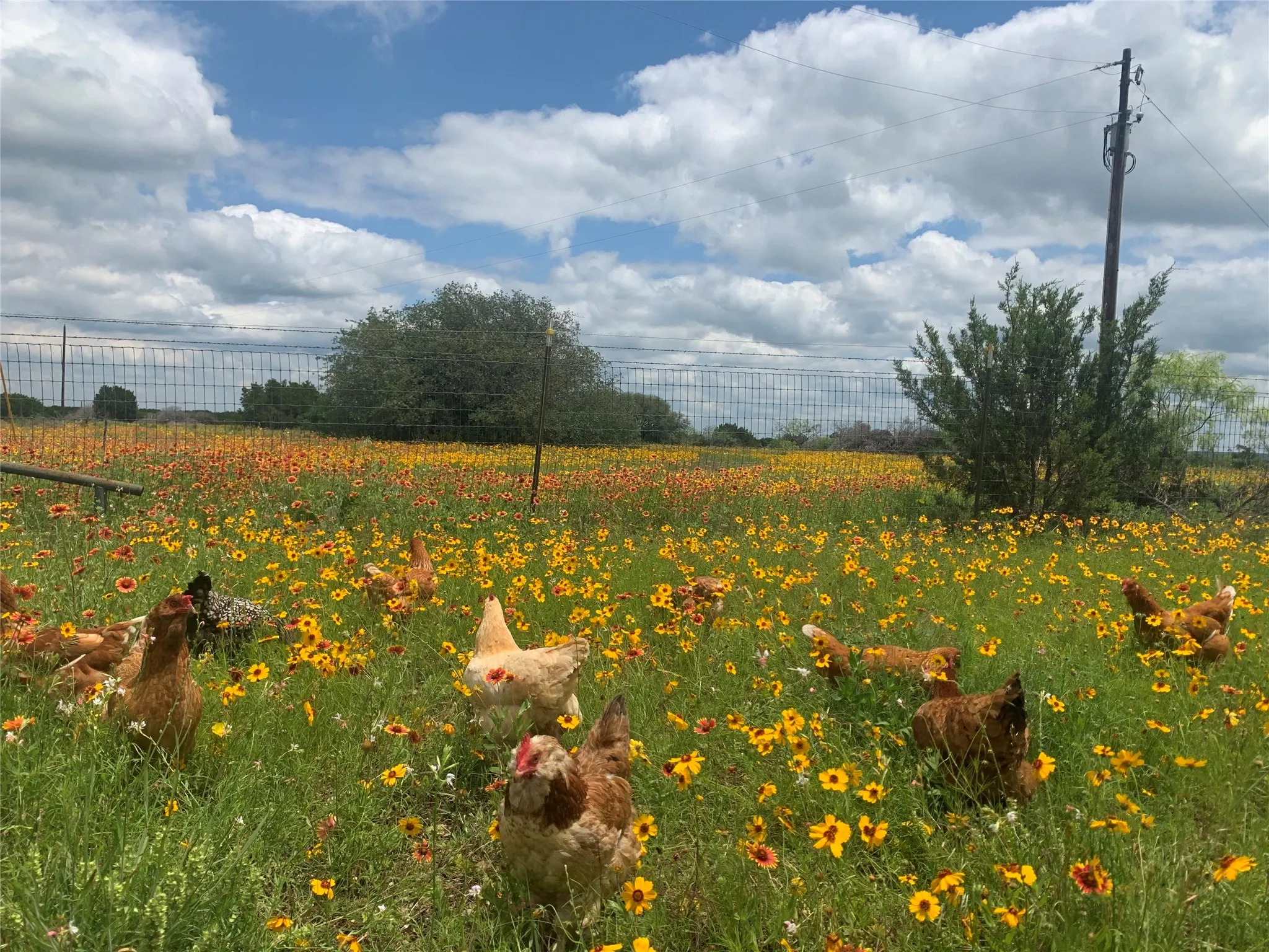 Farm For Sale in Hamilton County , 1642 County Road 234, Hico, Texas 76457, 2 Bedroom, 2 Bathroom, Garage spaces, 2,640 Sqft, built in 2006, mls#21199518, Real Estate Agent in Hico, Homes For Sale in Hamilton county, Homes For Sale in Hico, Realtor in Hico Texas, Real Estate Brokerage Independent Realty Texas, Luminita Cordes Realtor