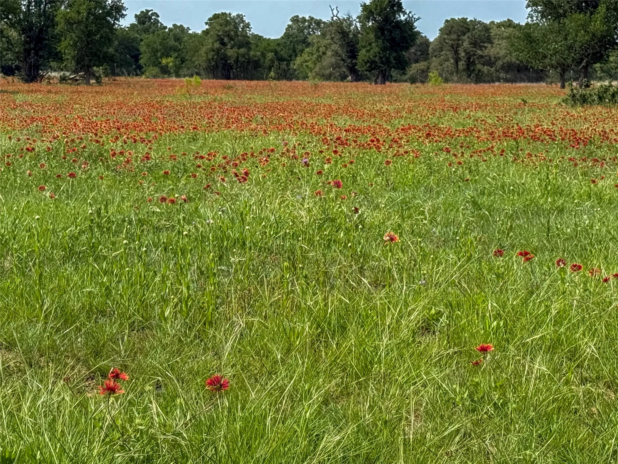Improved Land For Sale in Brown County , 2429 County Road 411 W, Brownwood, Texas 76801, 0, 0, Garage spaces, 0 Sqft, built in 0, mls#21199537, Real Estate Agent in Brownwood, Homes For Sale in Brown county, Homes For Sale in Brownwood, Realtor in Brownwood Texas, Real Estate Brokerage Independent Realty Texas, Luminita Cordes Realtor