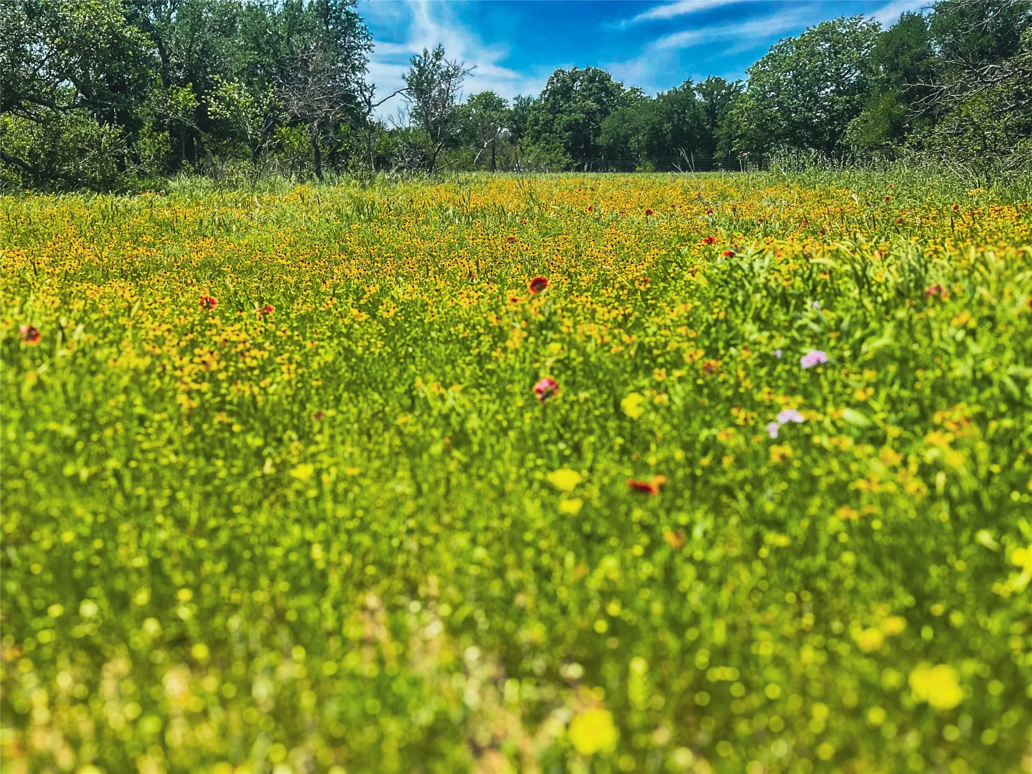 Improved Land For Sale in Brown County , 2429 County Road 411 W, Brownwood, Texas 76801, 0, 0, Garage spaces, 0 Sqft, built in 0, mls#21199537, Real Estate Agent in Brownwood, Homes For Sale in Brown county, Homes For Sale in Brownwood, Realtor in Brownwood Texas, Real Estate Brokerage Independent Realty Texas, Luminita Cordes Realtor
