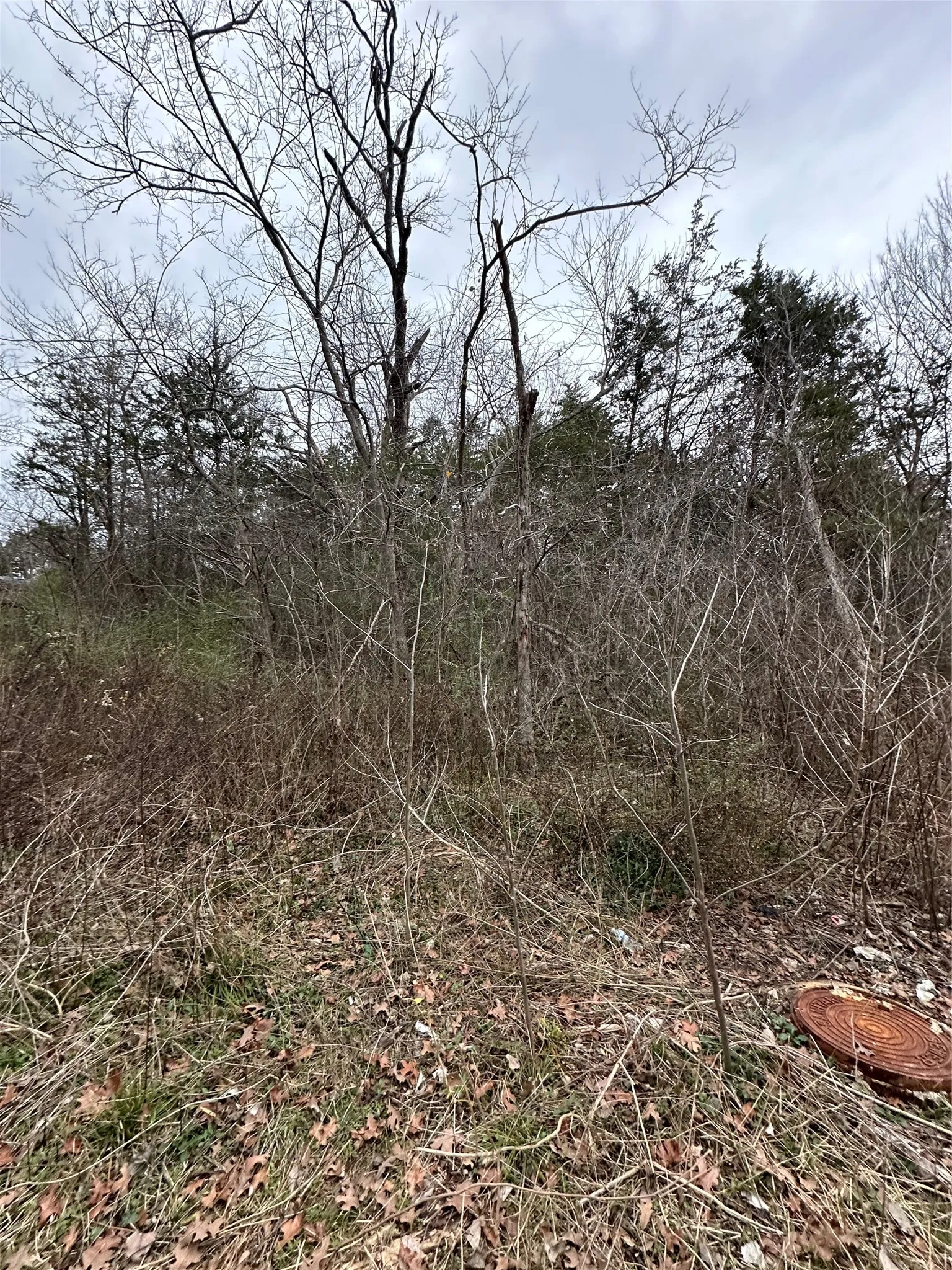 View of local wilderness
