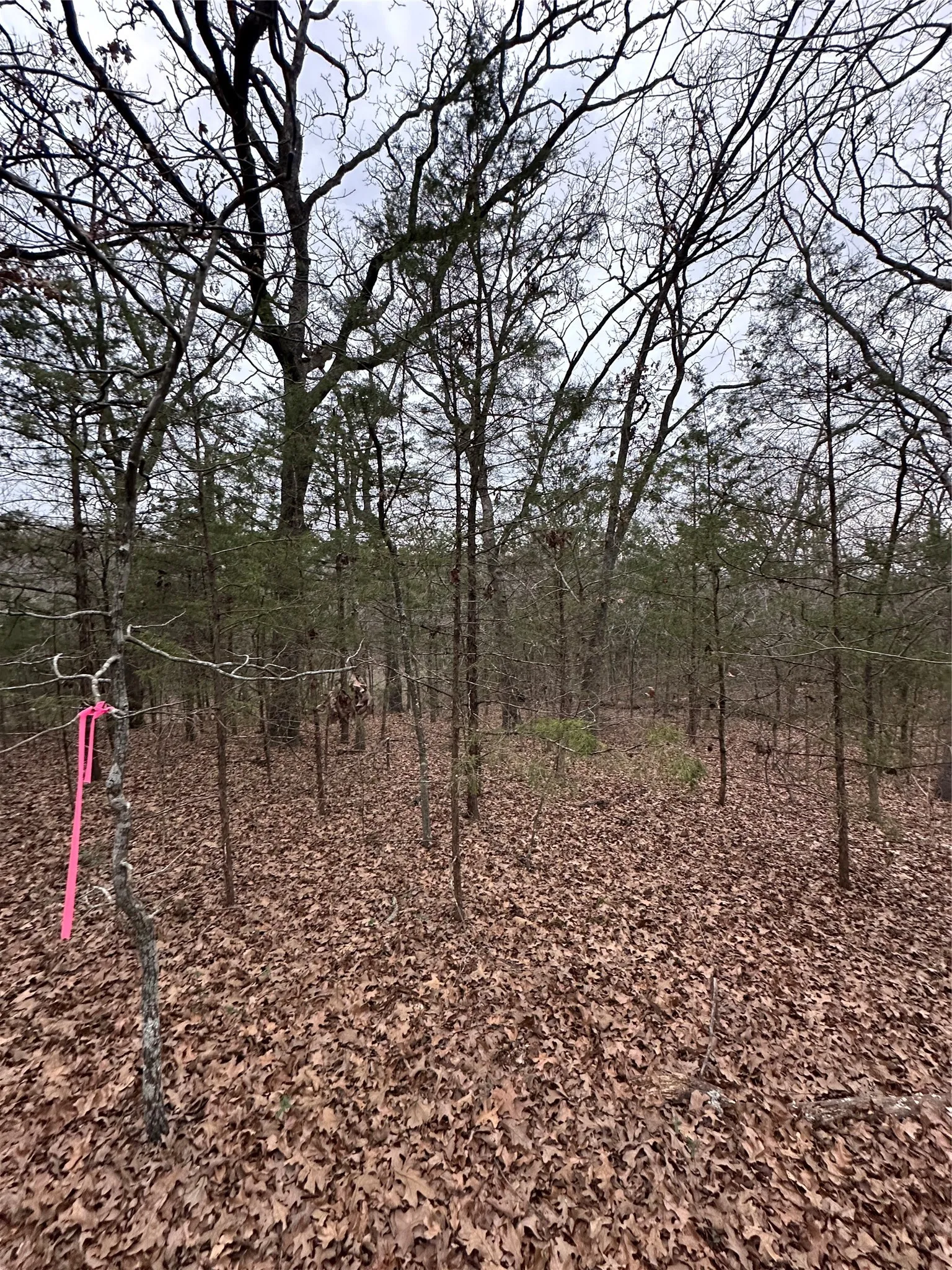 View of undeveloped land