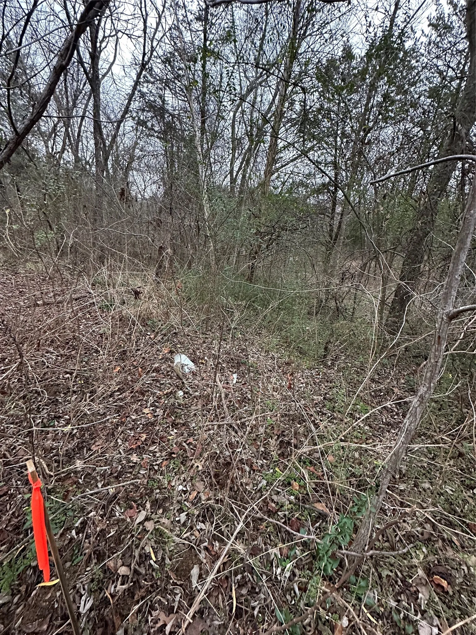 View of undeveloped land